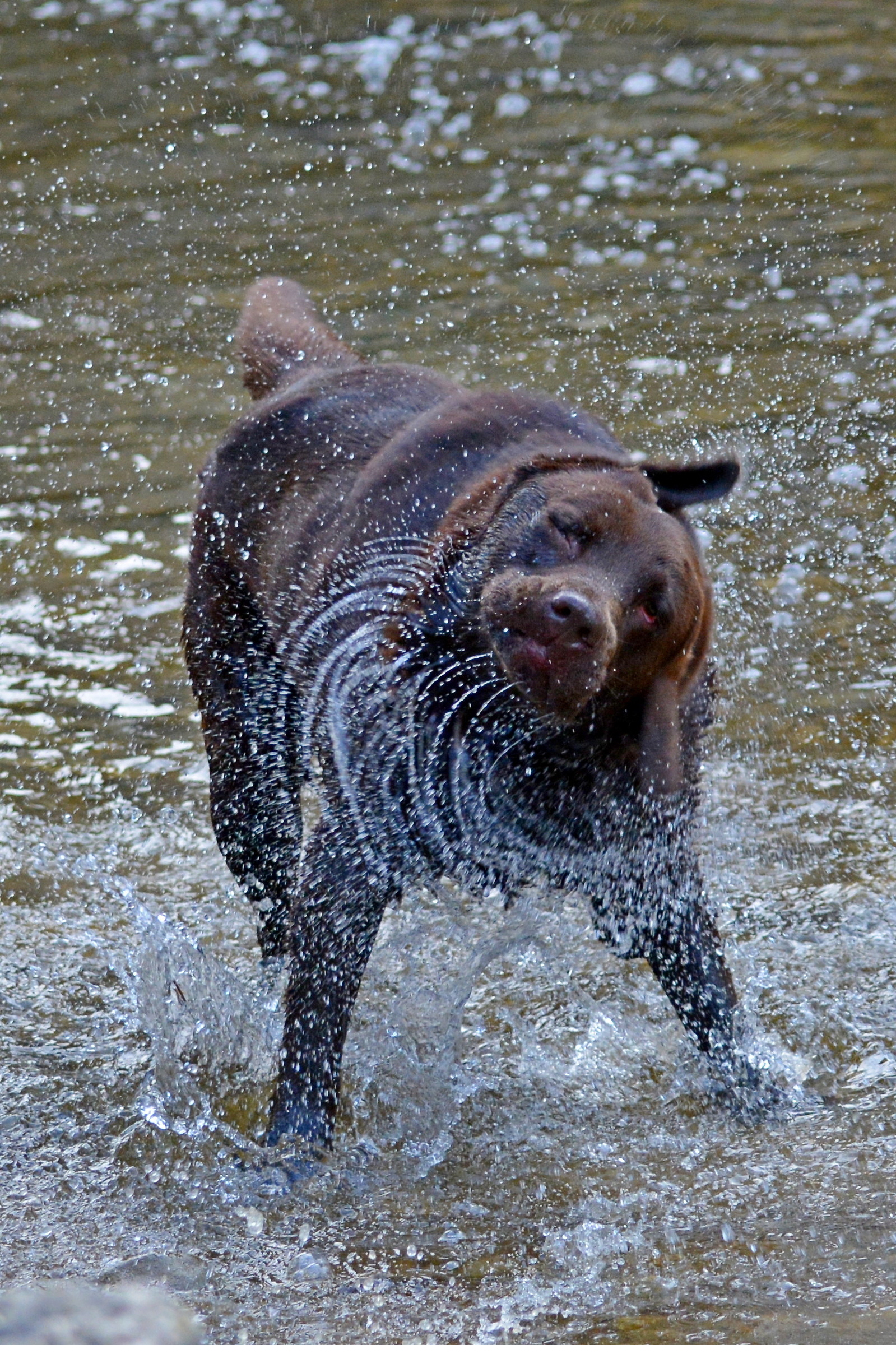 labrador sgocciolato