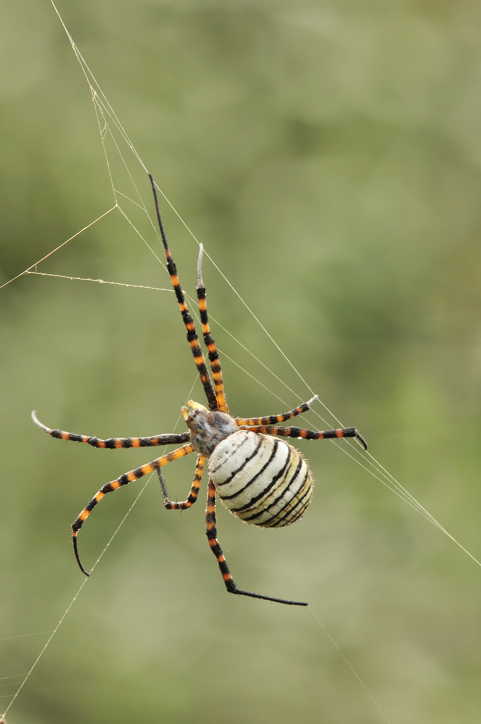 Argiope trifasciata (Forssk?l, 1775) - Araneidae