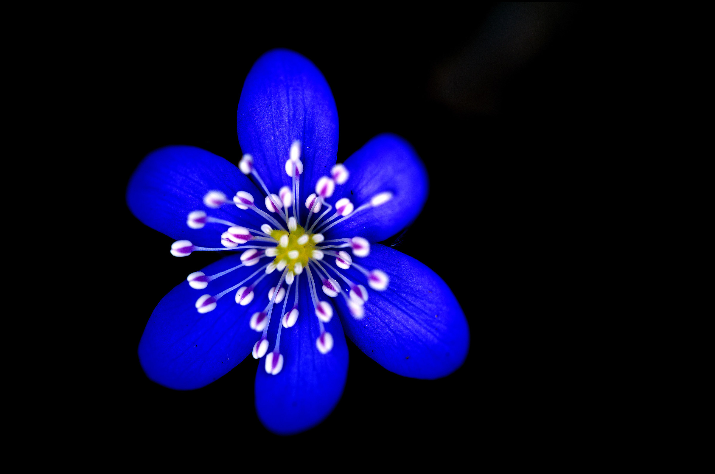 Hepatica Nobilis