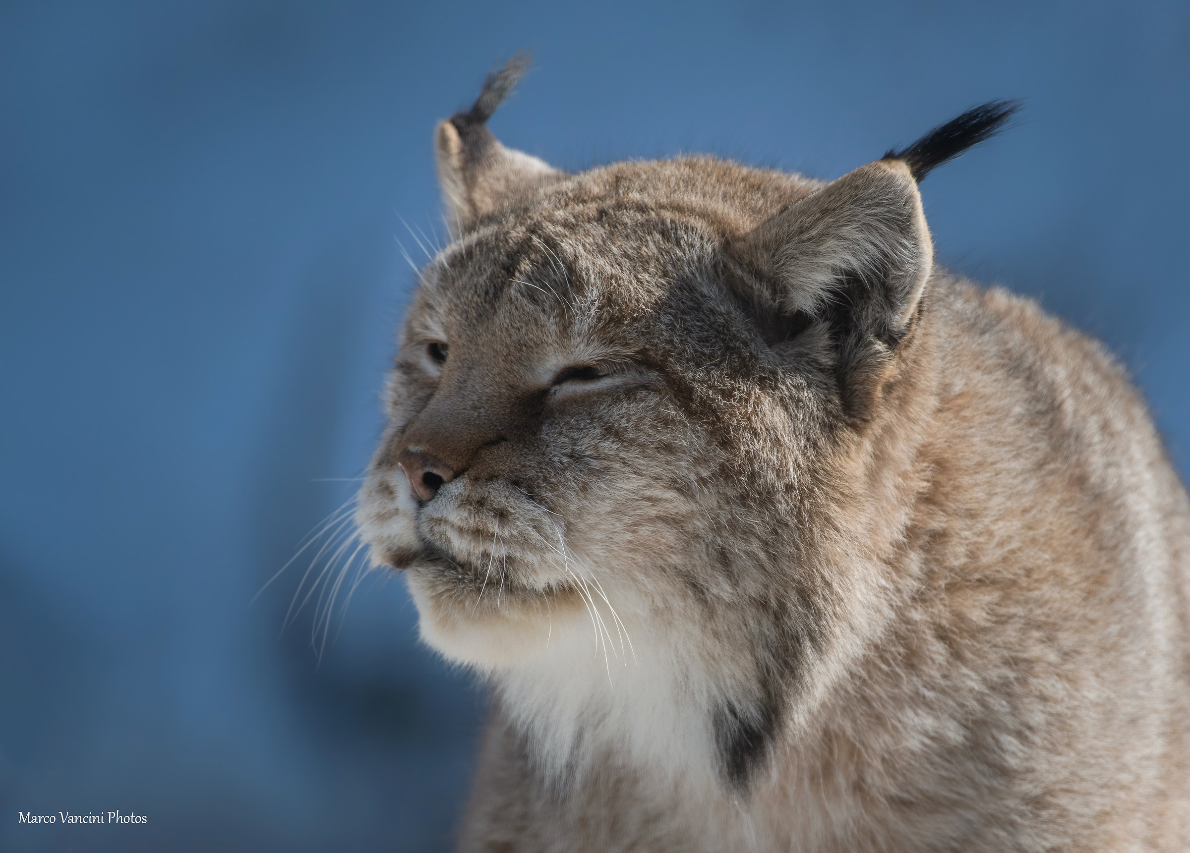 Lynx