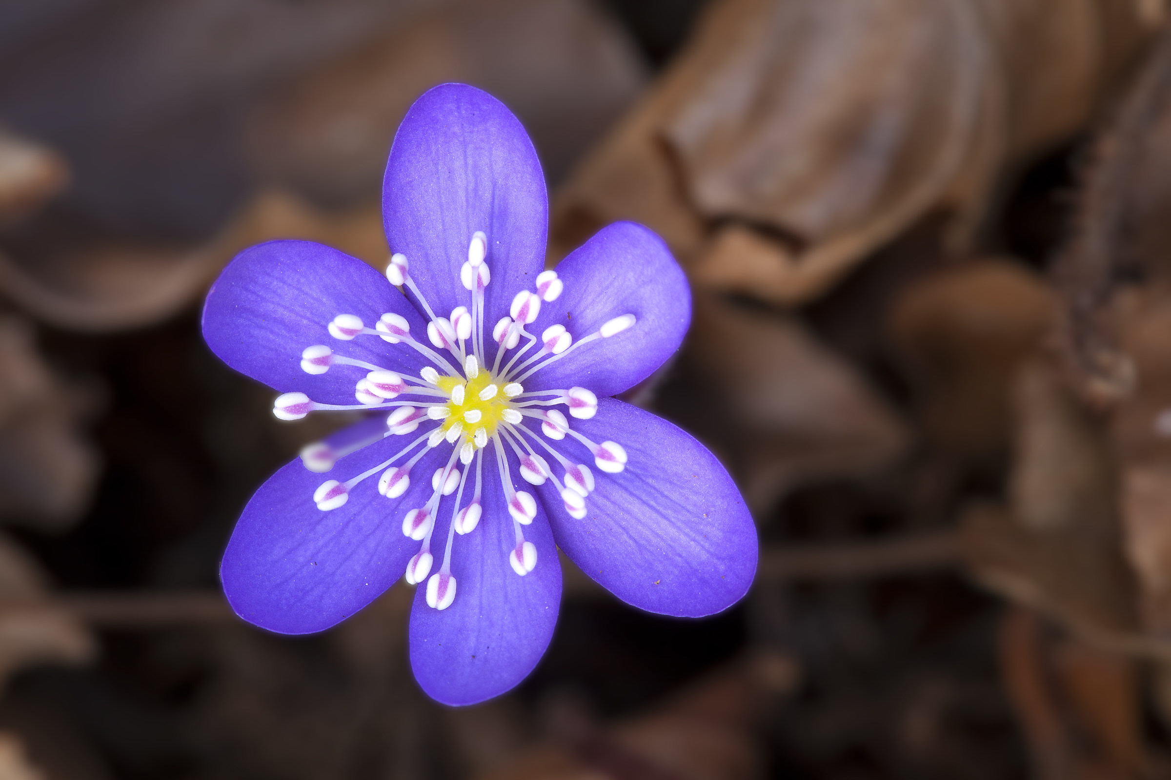 Hepatica Nobilis 2