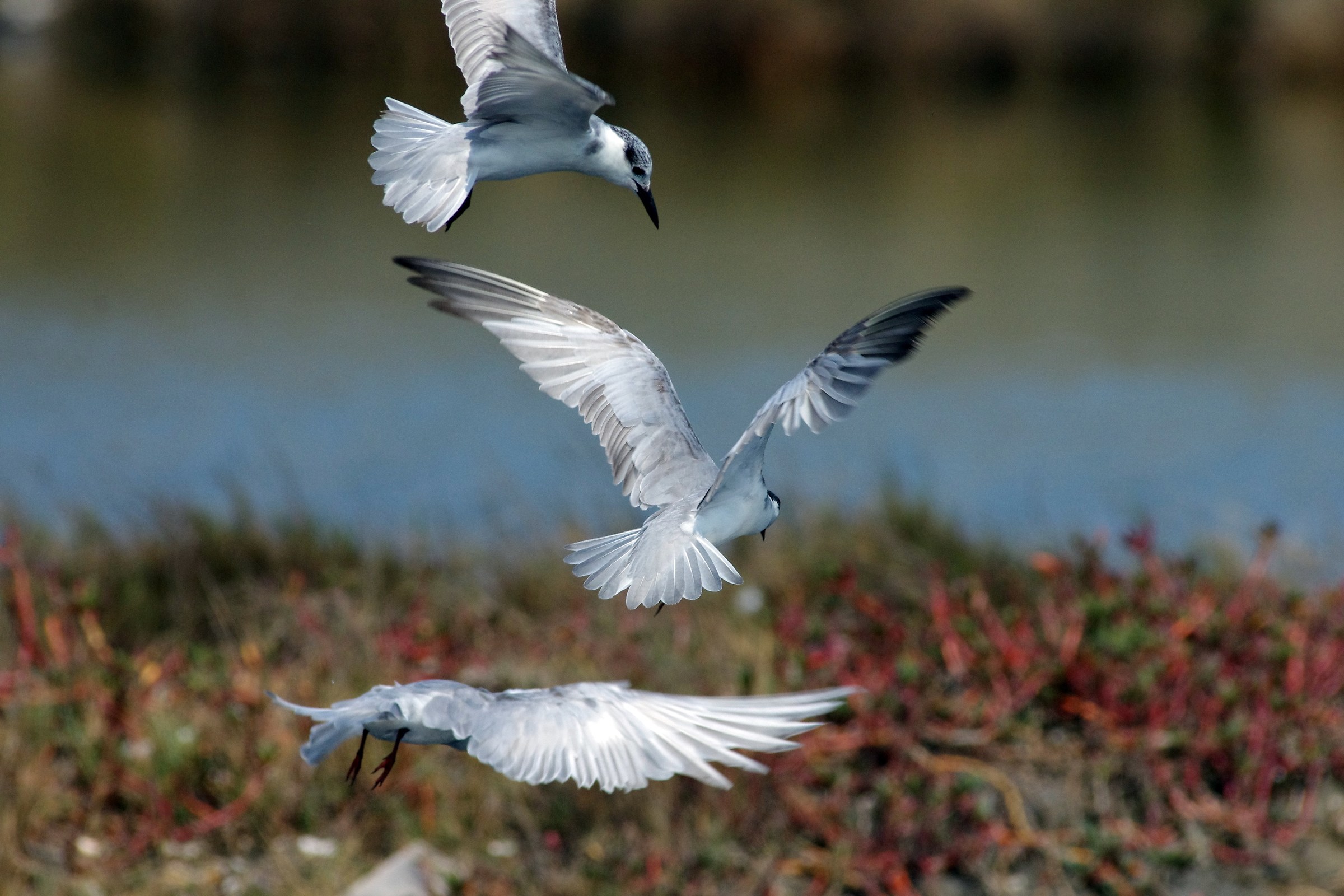 Whiskered Tern