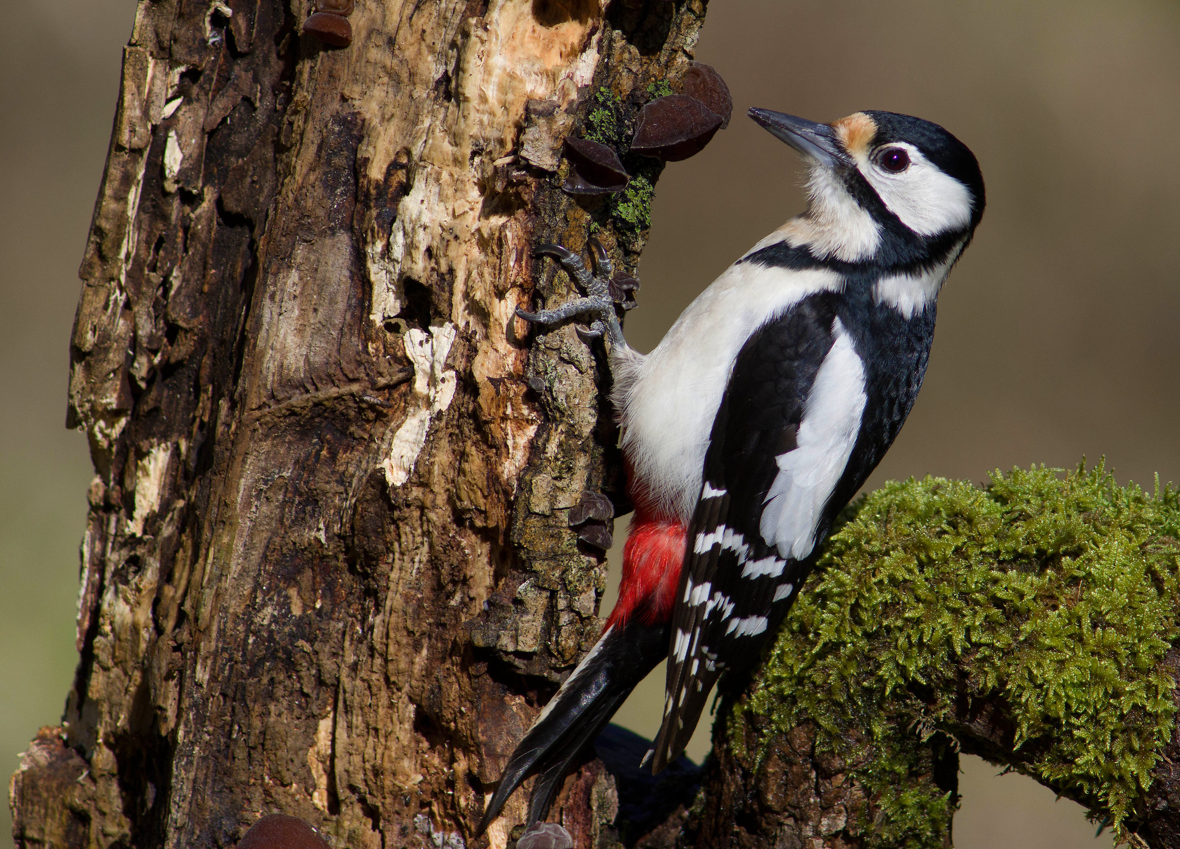 Great spotted woodpecker