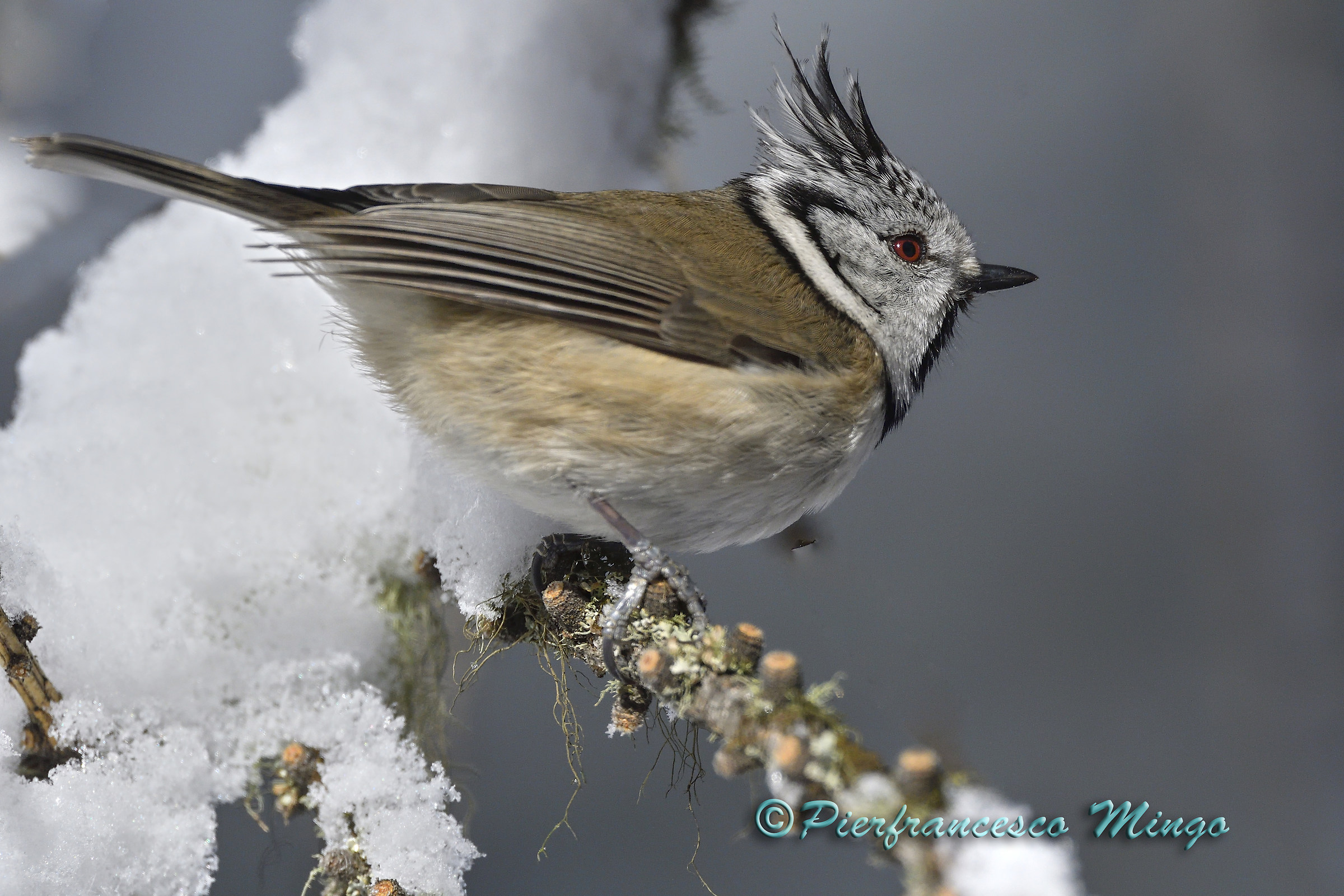 il ciuffo sulla neve