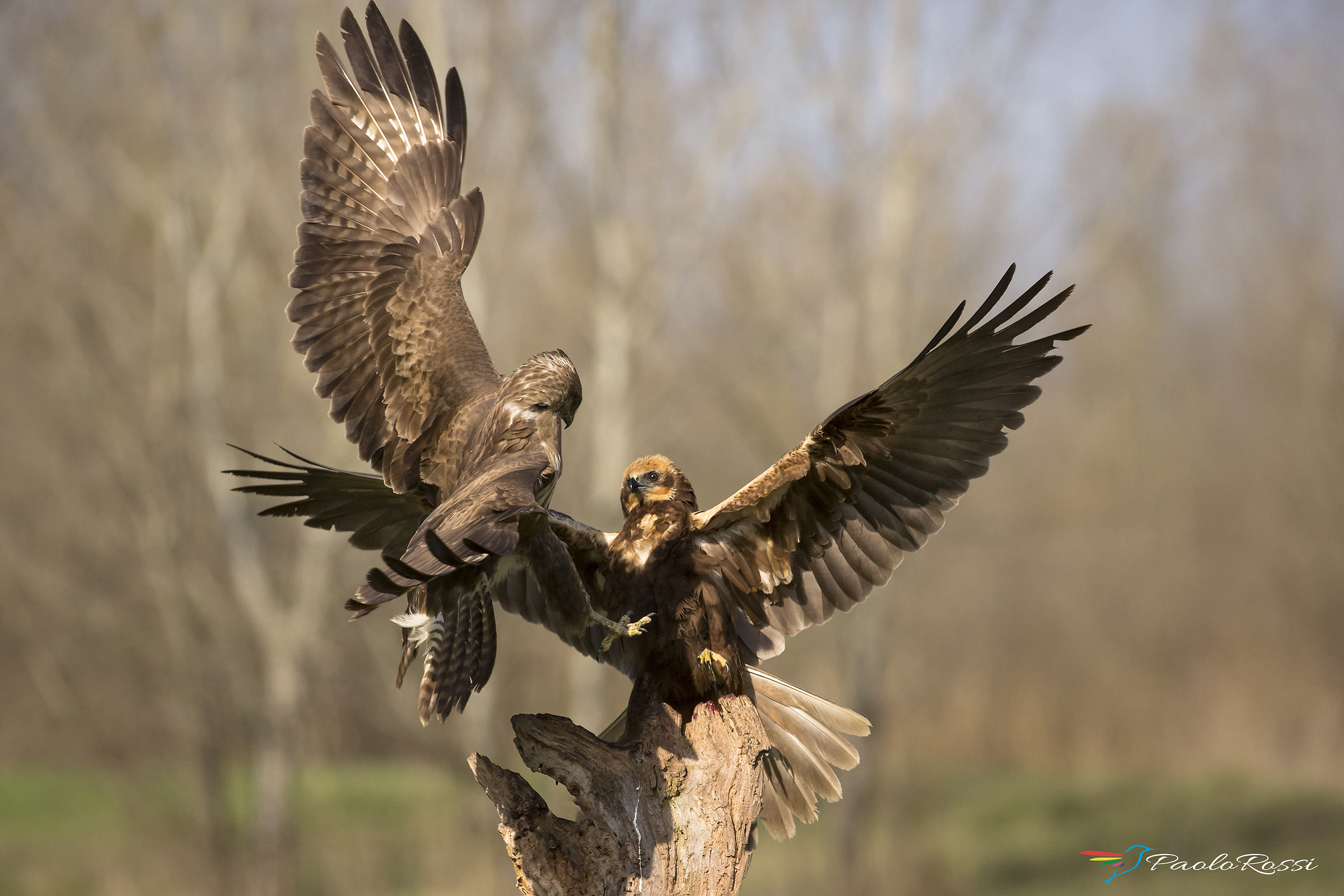 Lotta tra poiana e falco di palude