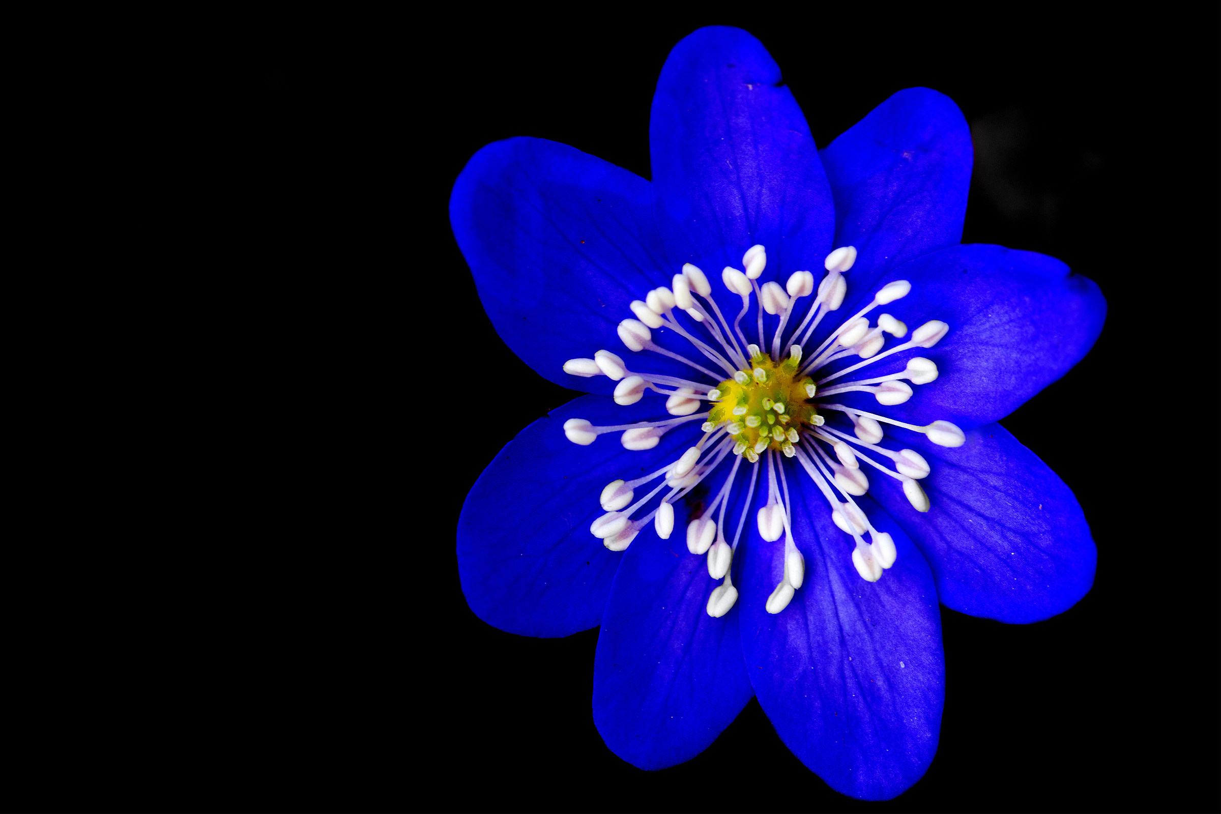 Hepatica Nobilis