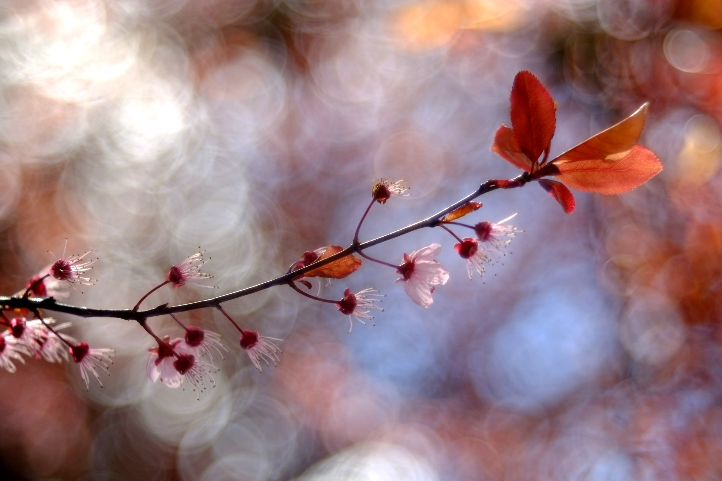 still beautiful,  diaplan 80 2.8