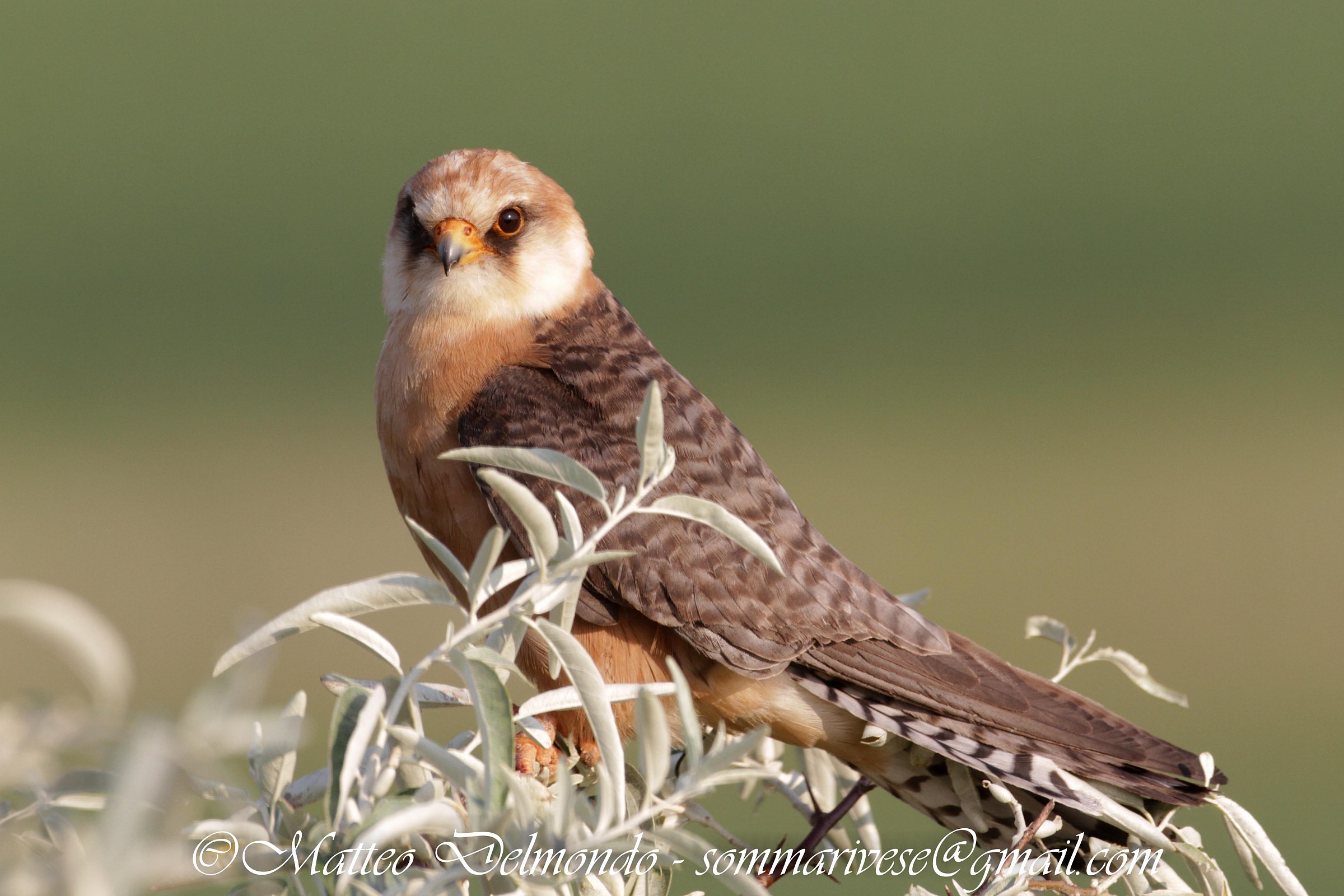 Red-footed Falcon (female)