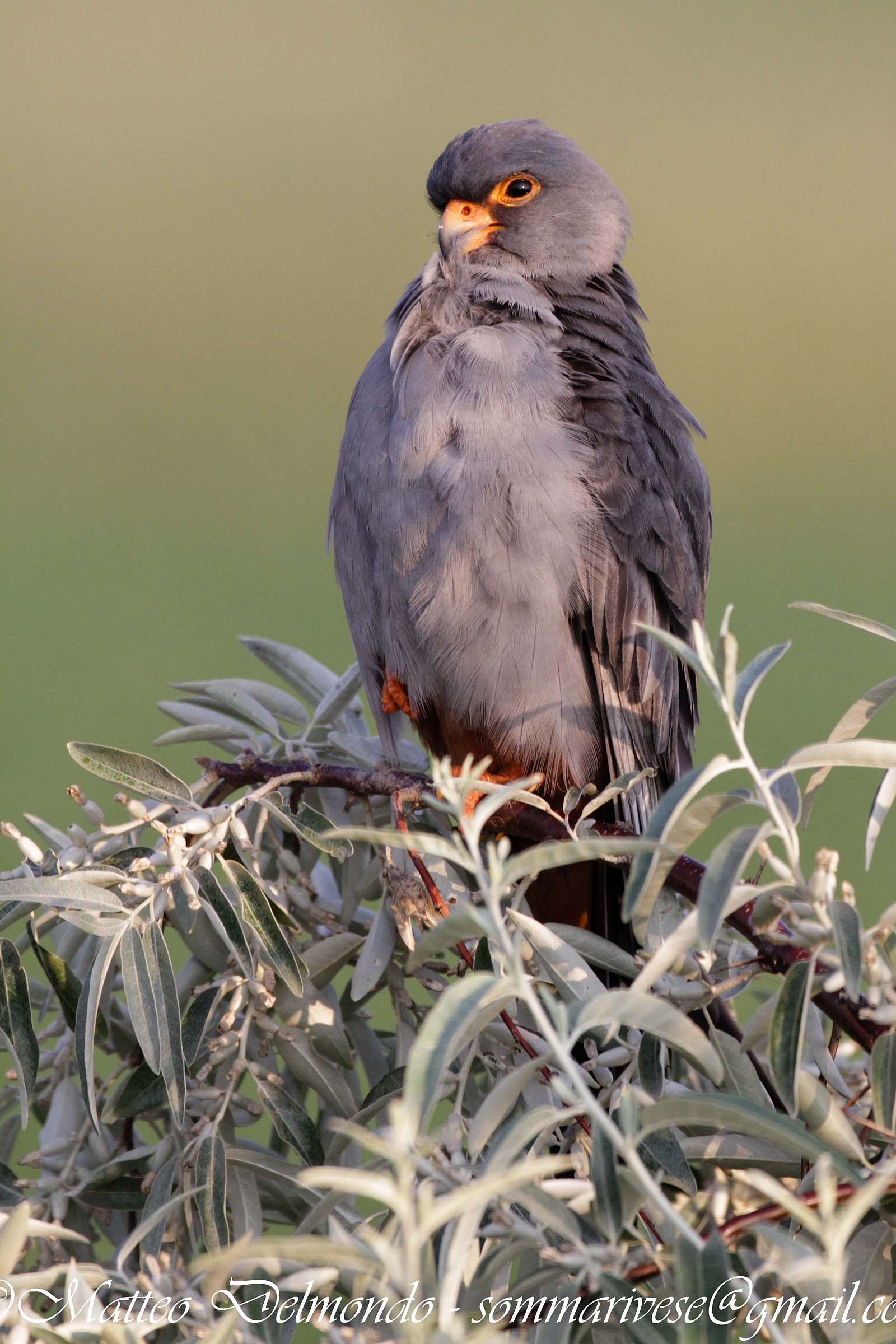 Red-footed Falcon (male)