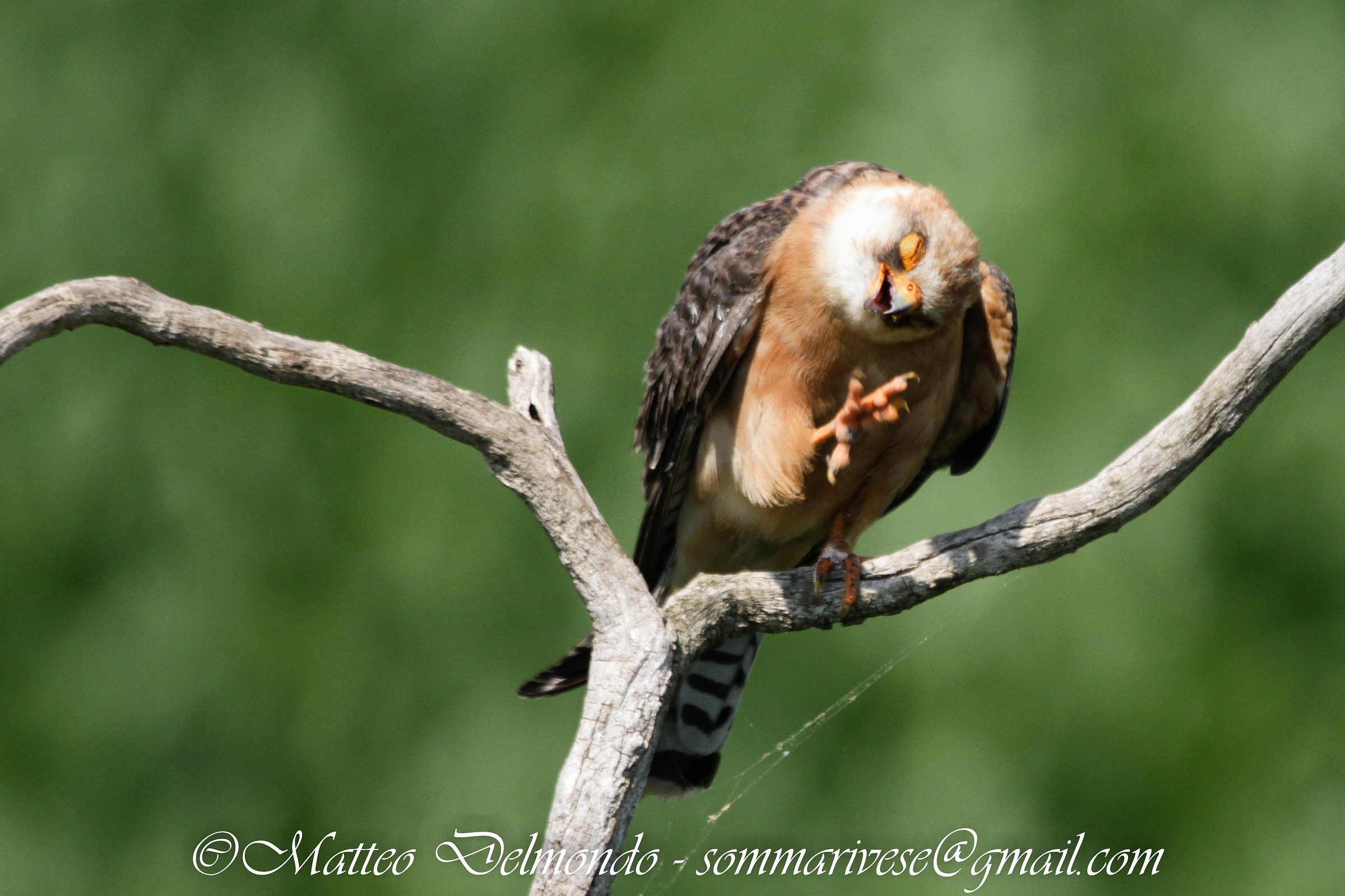 Red-footed Falcon (female)