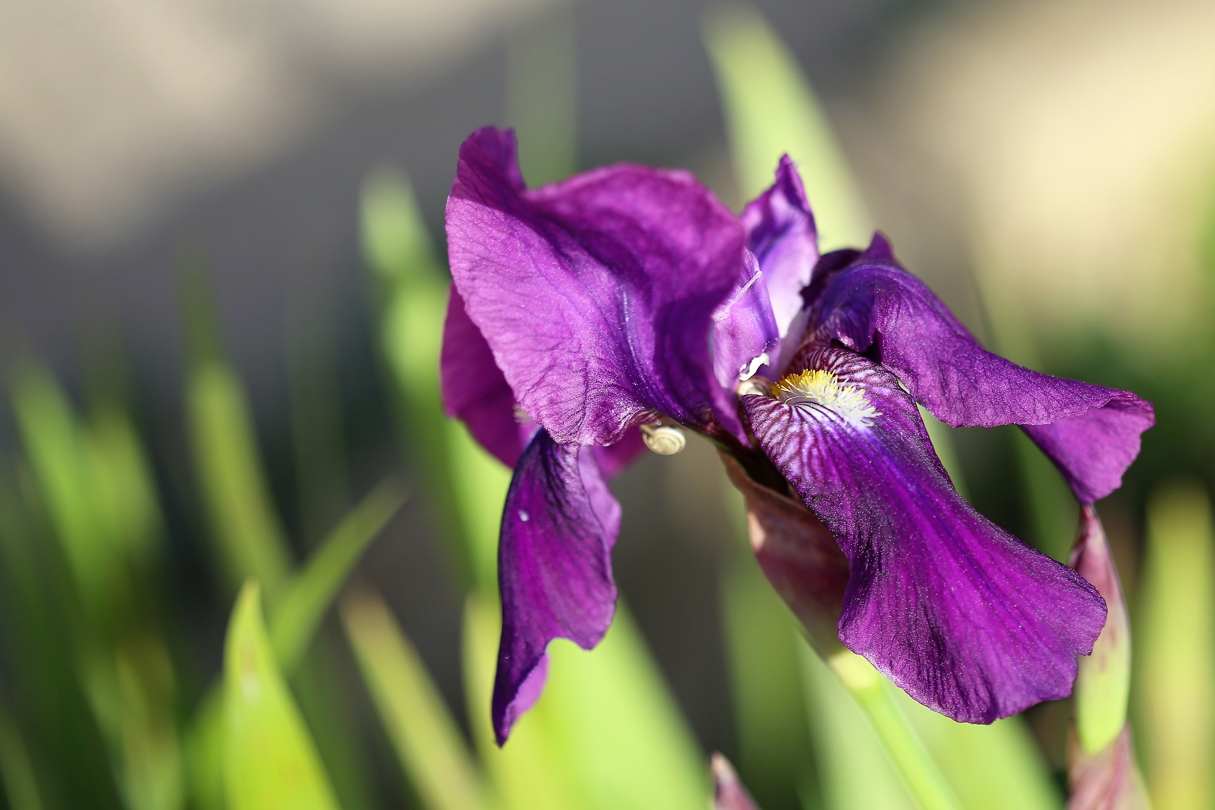 Iris