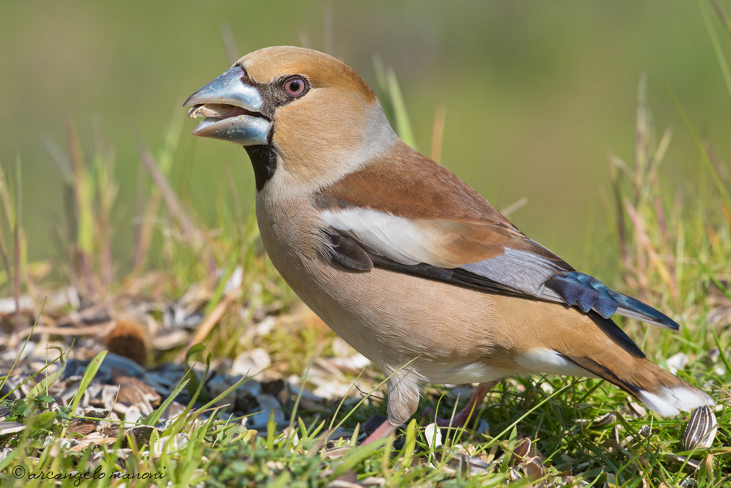 The splendor of Signor '' Frosone ''