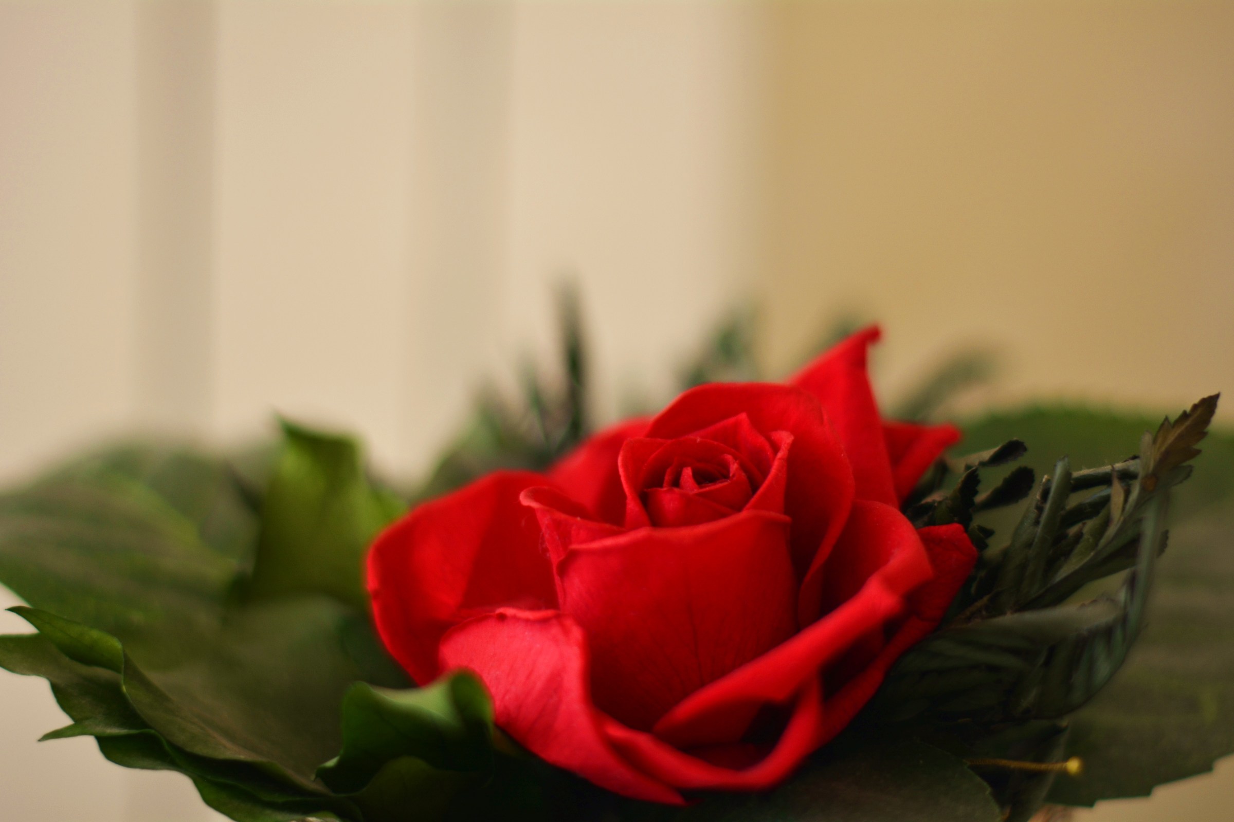 Another beautiful red rose