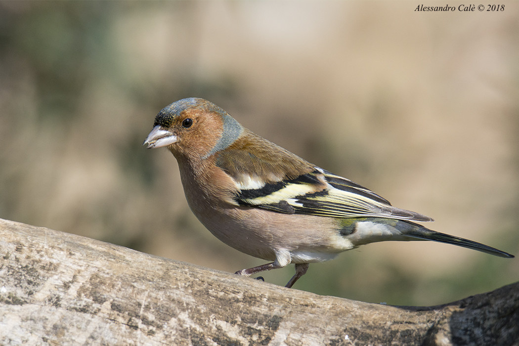 Fringilla coelebs (Fringuello) 0495