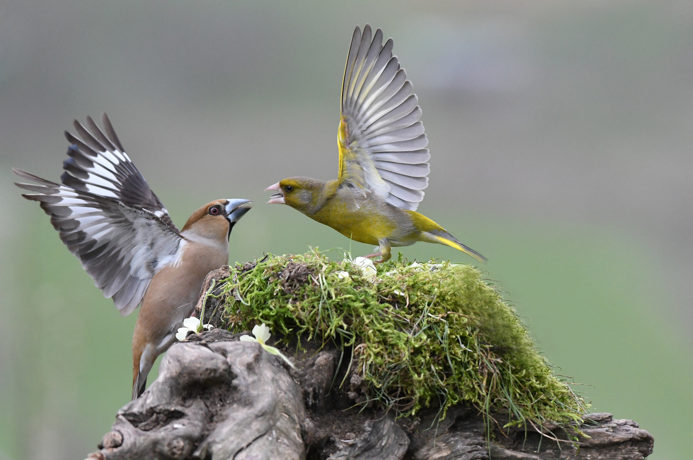 la primavera scalda gli animi