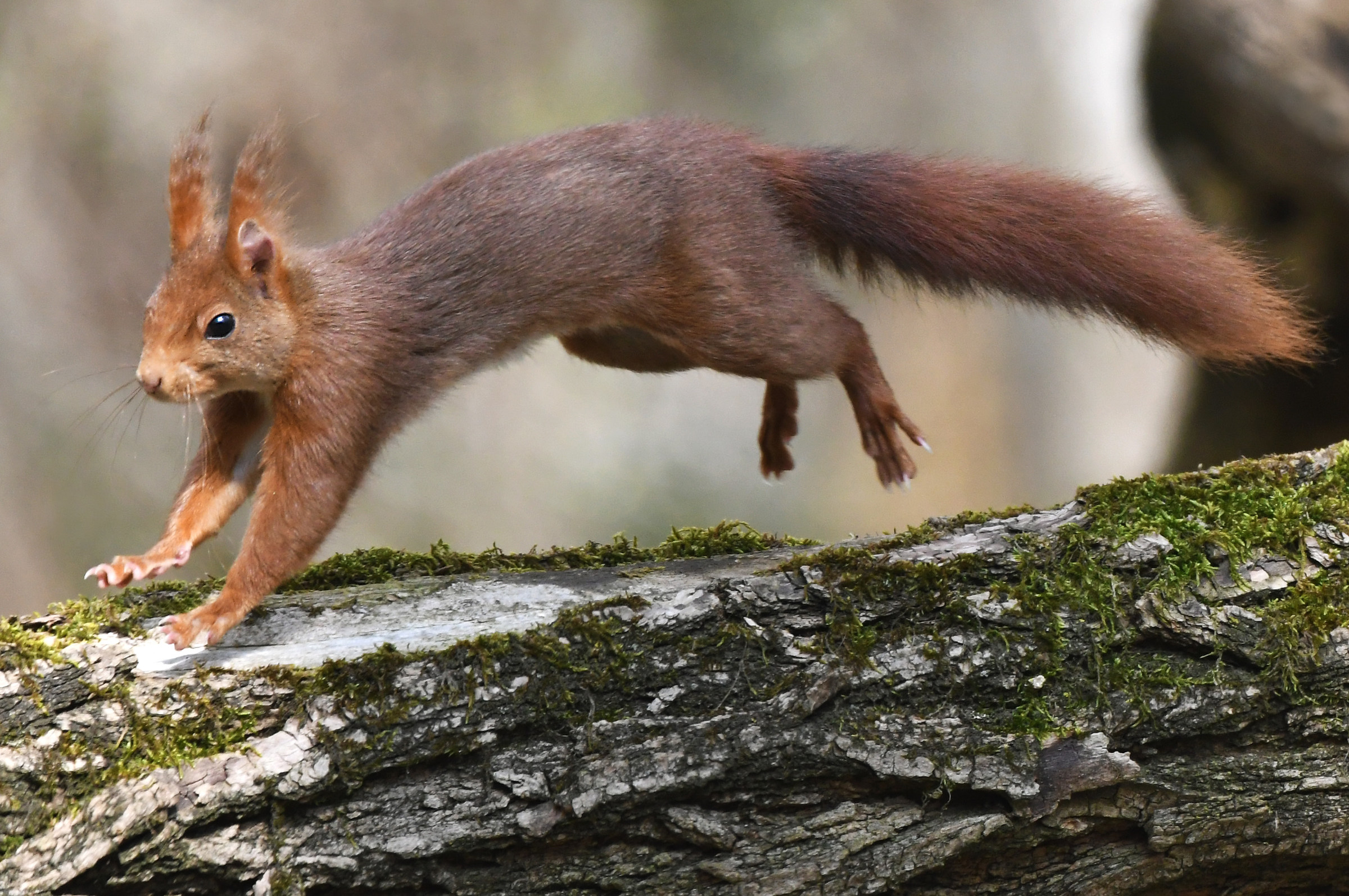 Scoiattolo in avvicinamento