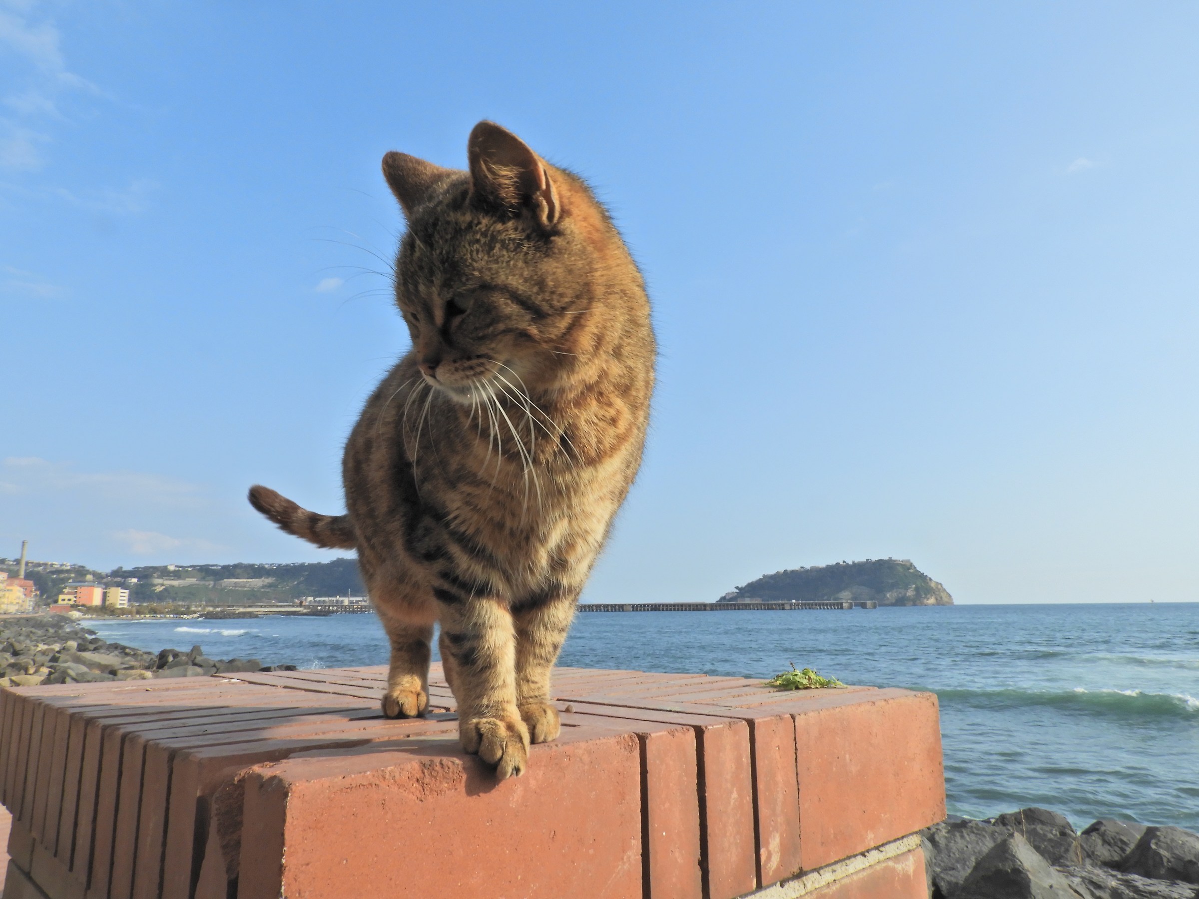 naples seen from a cat