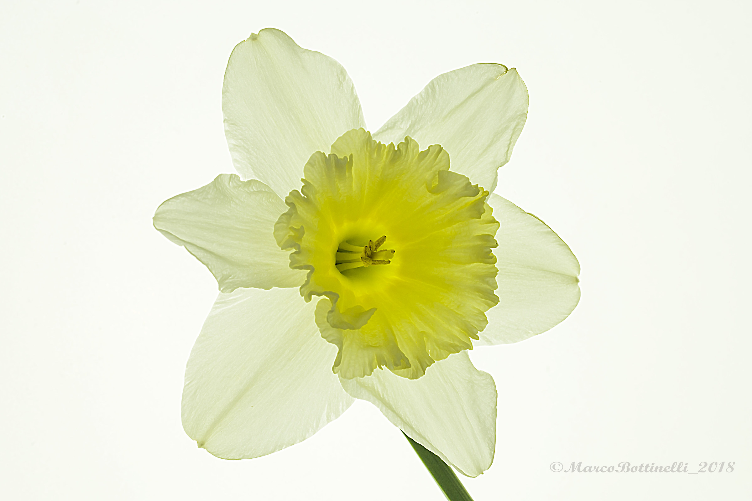 Narciso in controluce