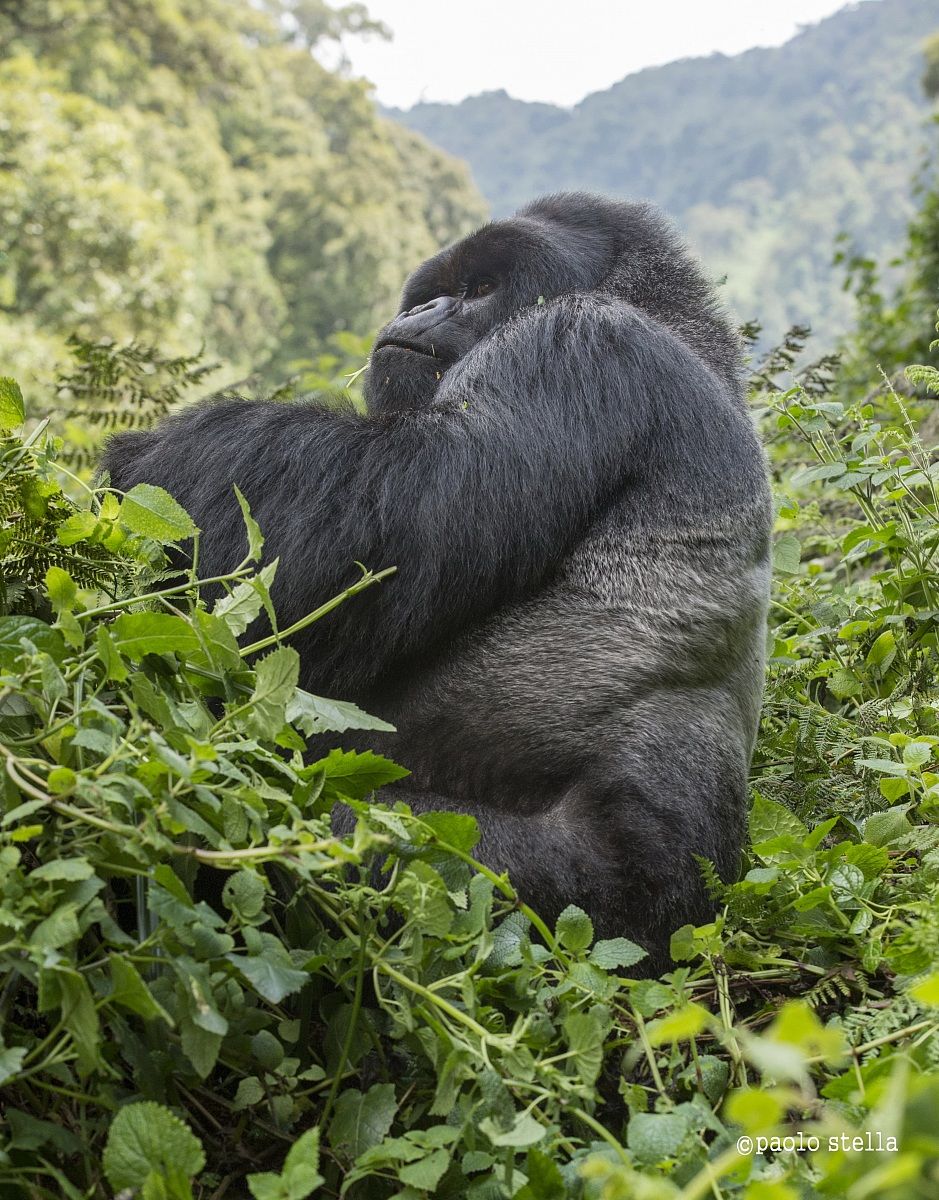 silverback into the bush