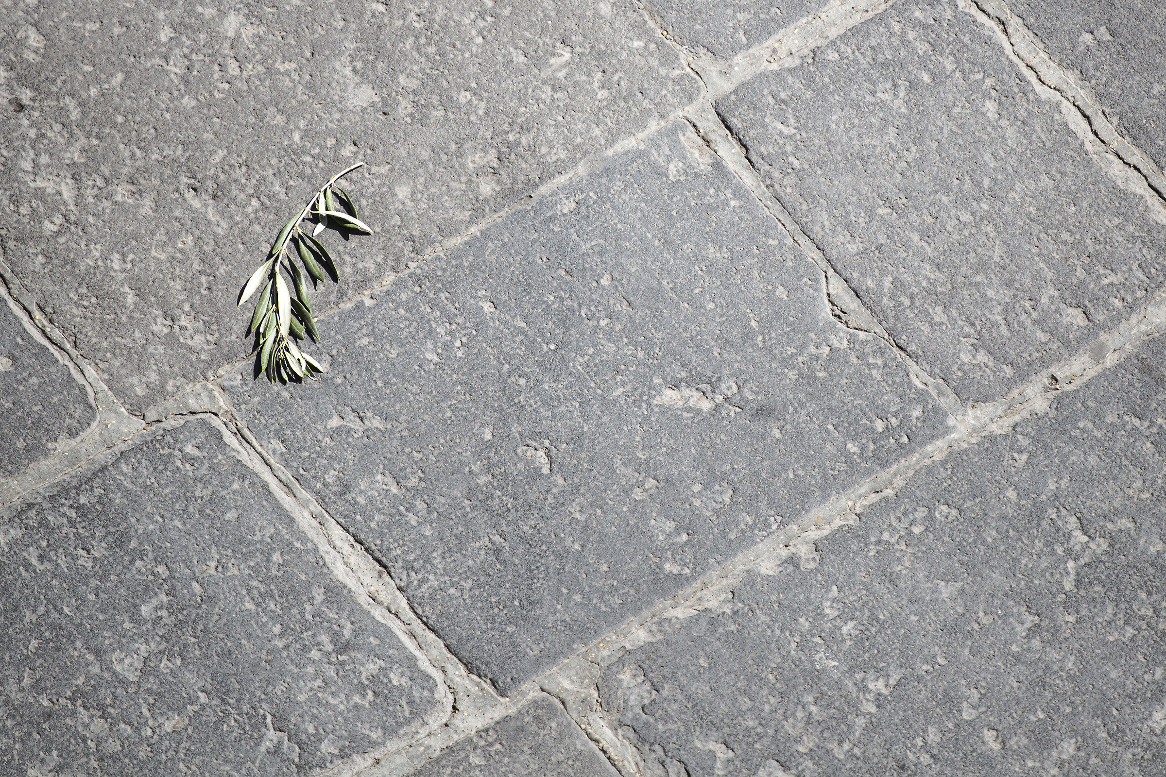 Domenica delle palme