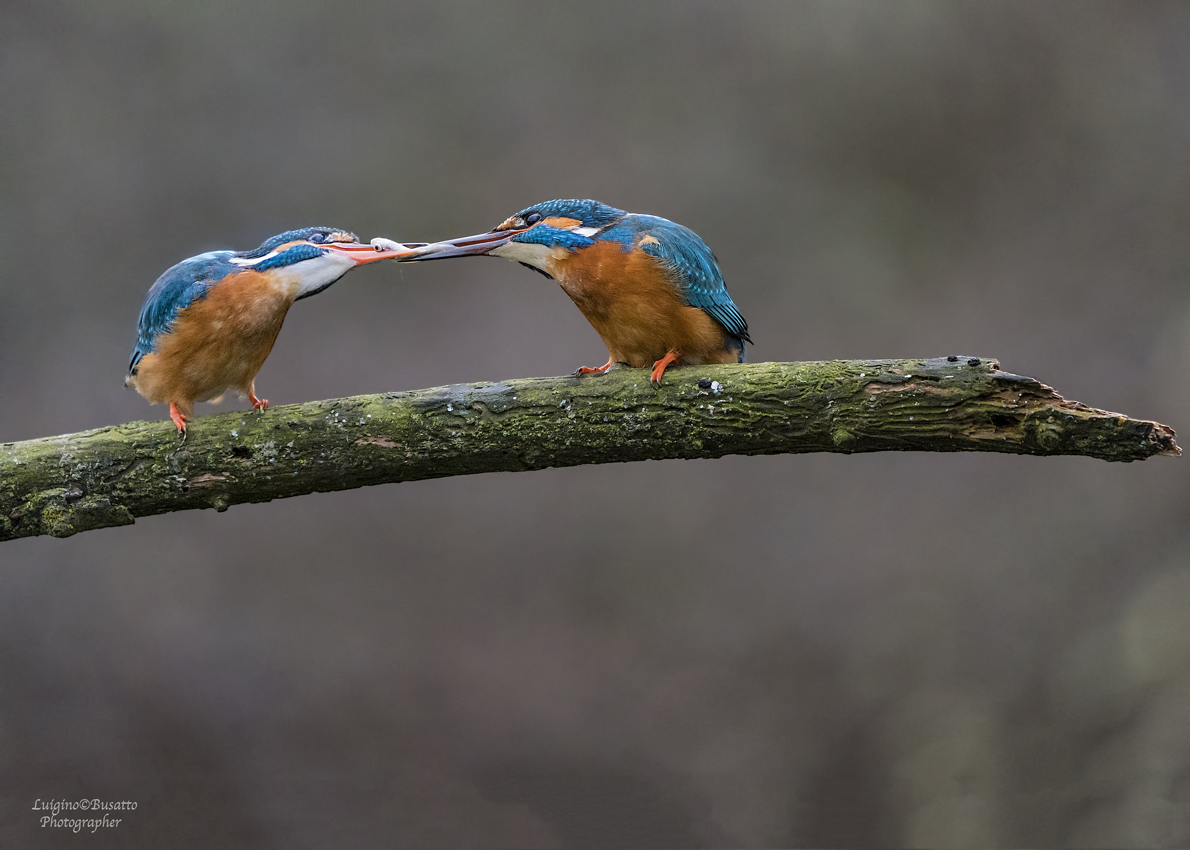Kingfisher exchange of the gift