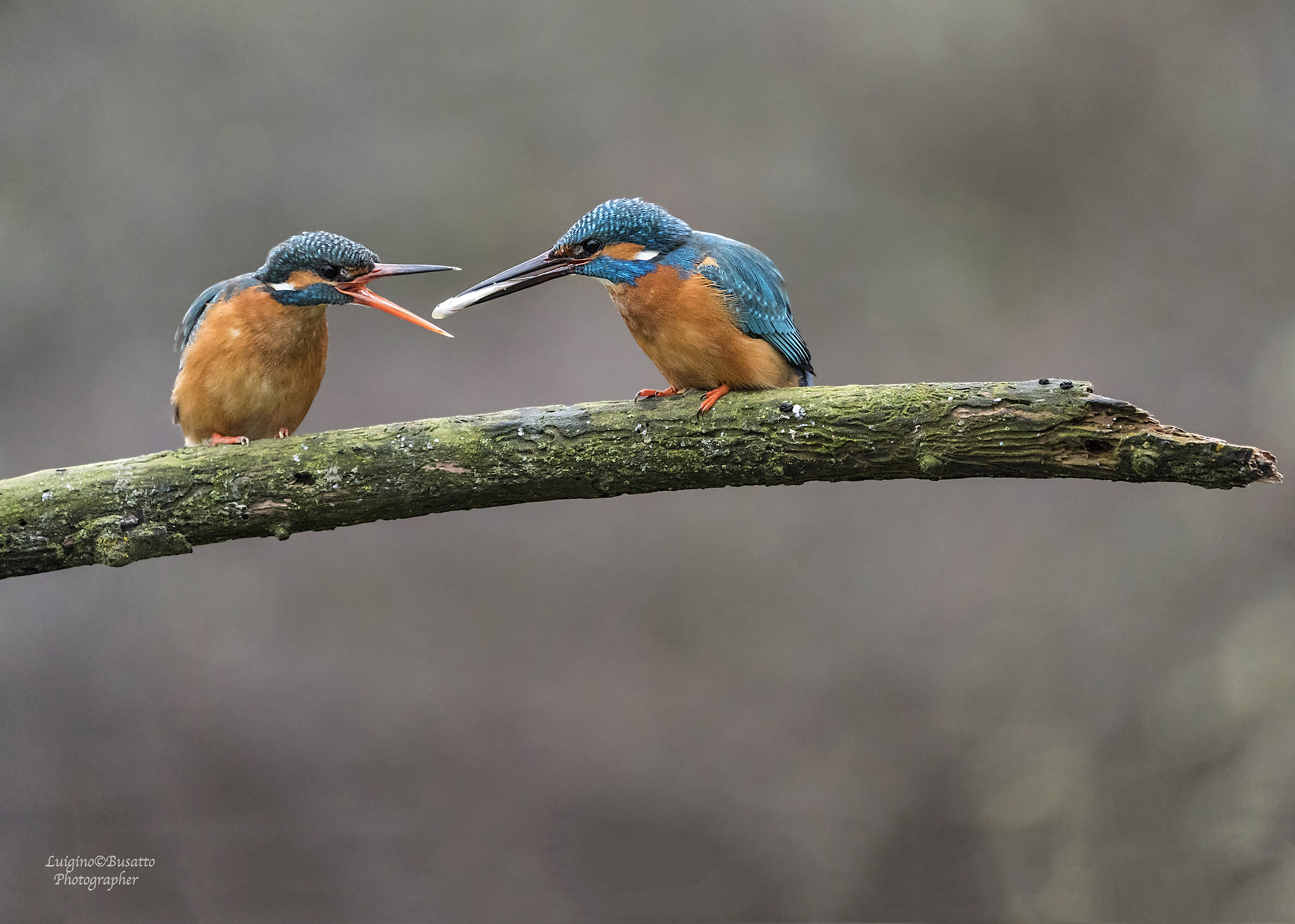 Kingfisher exchange of the gift