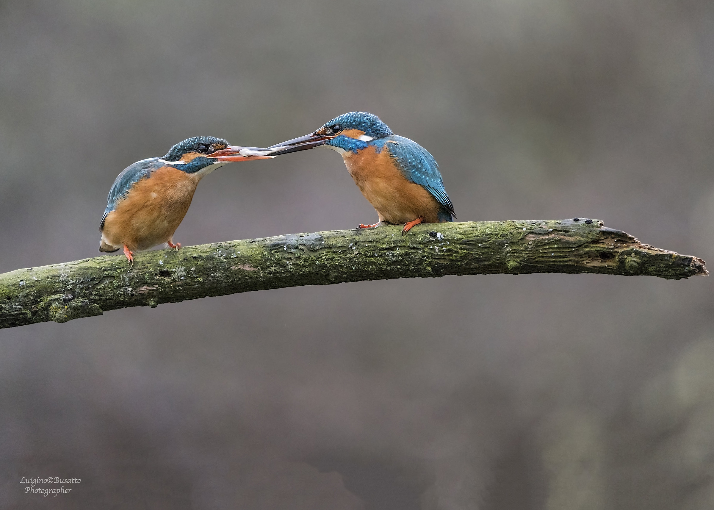 Kingfisher exchange of the gift
