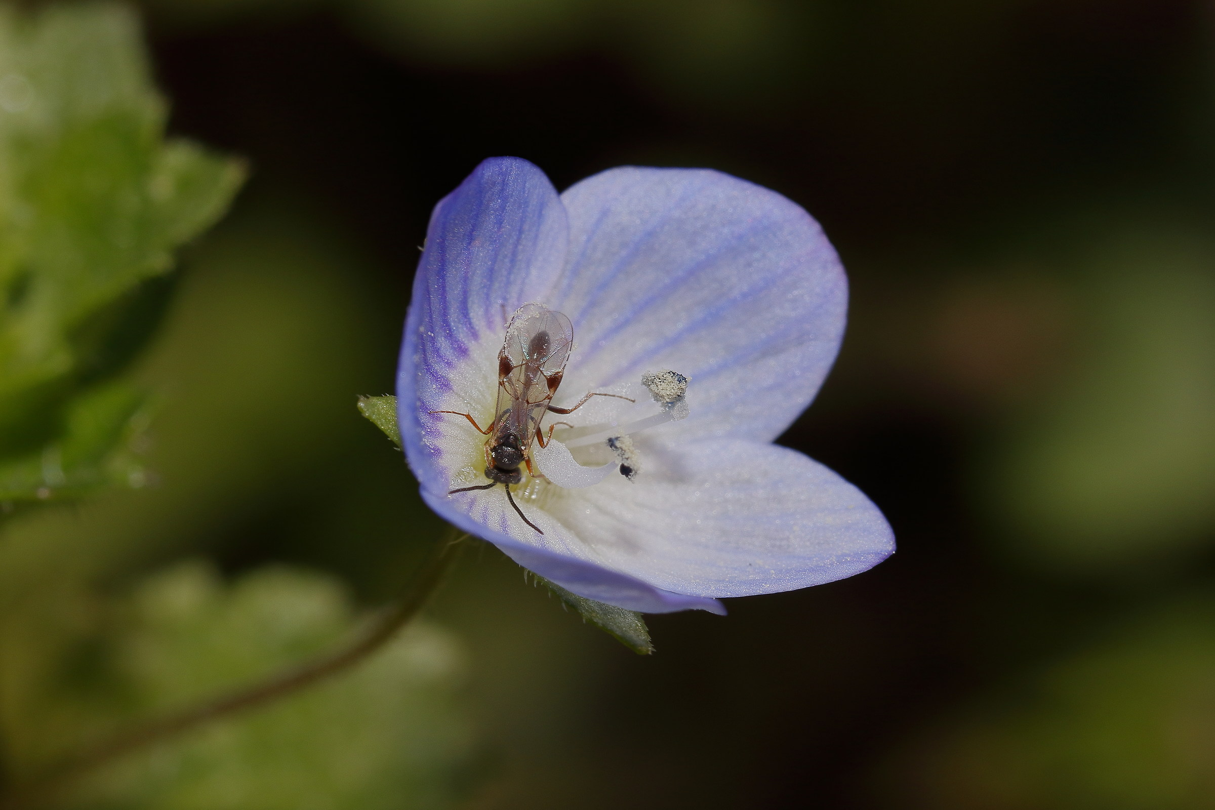 Inside a small flower there is a small wasp