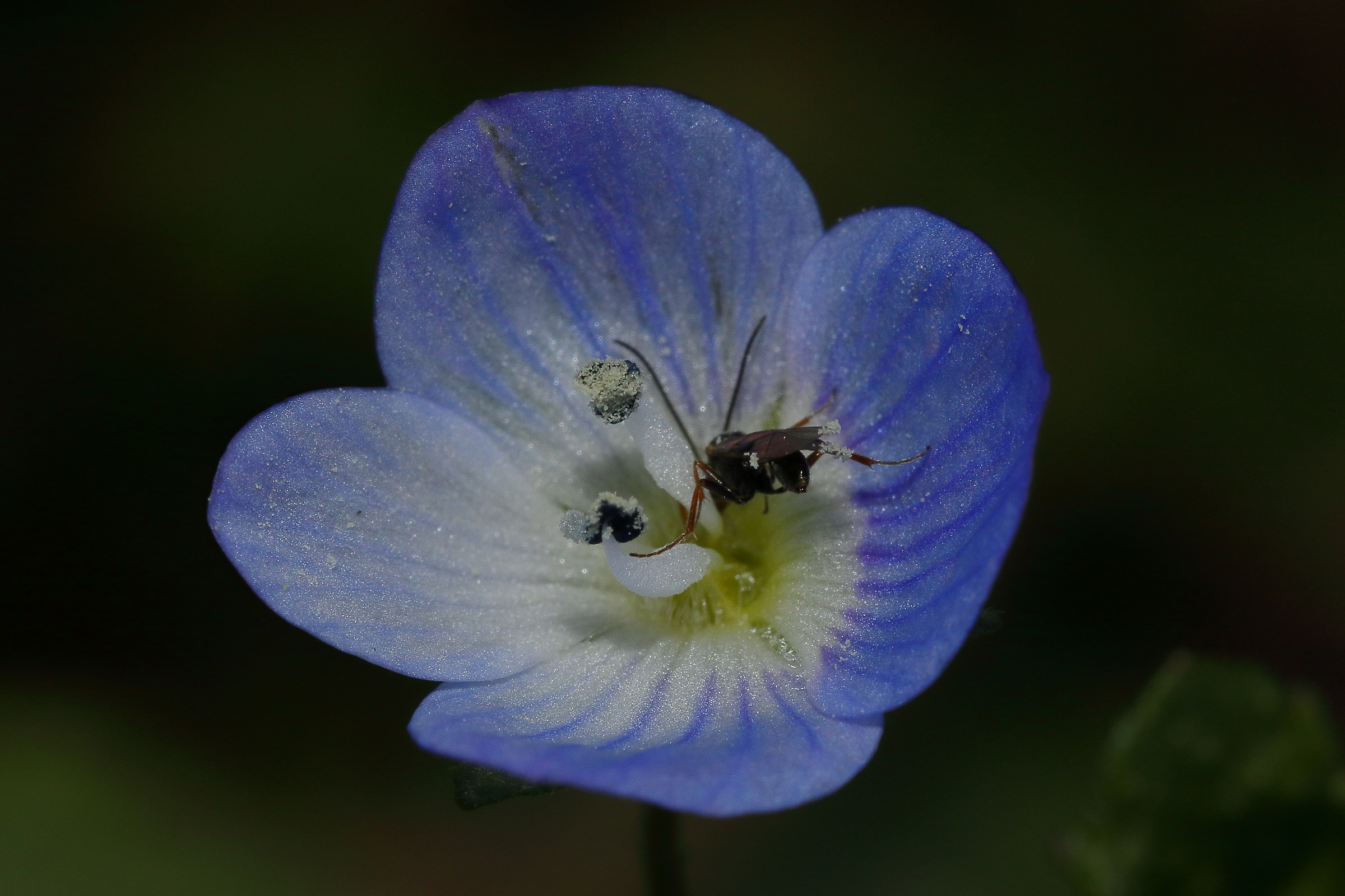 Inside a small flower there is a small wasp