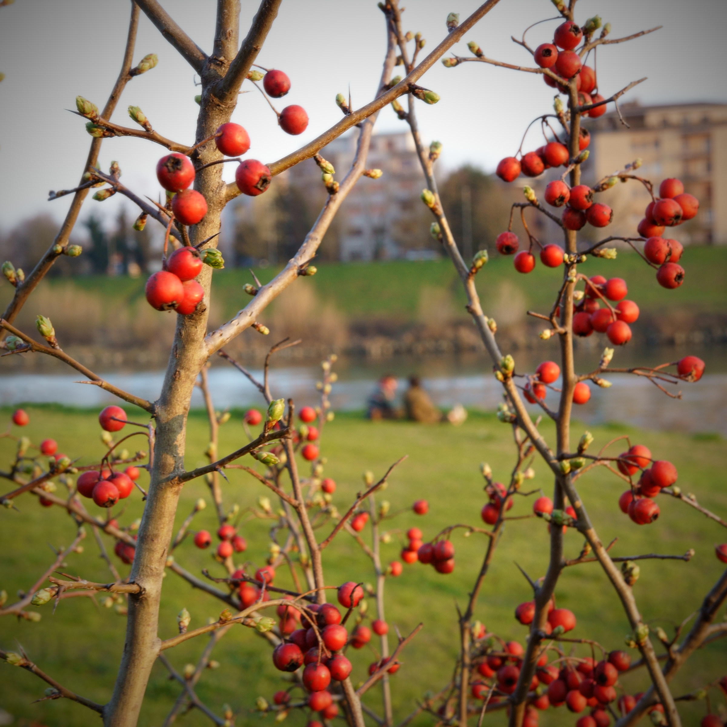 Something ready to bloom (Square)