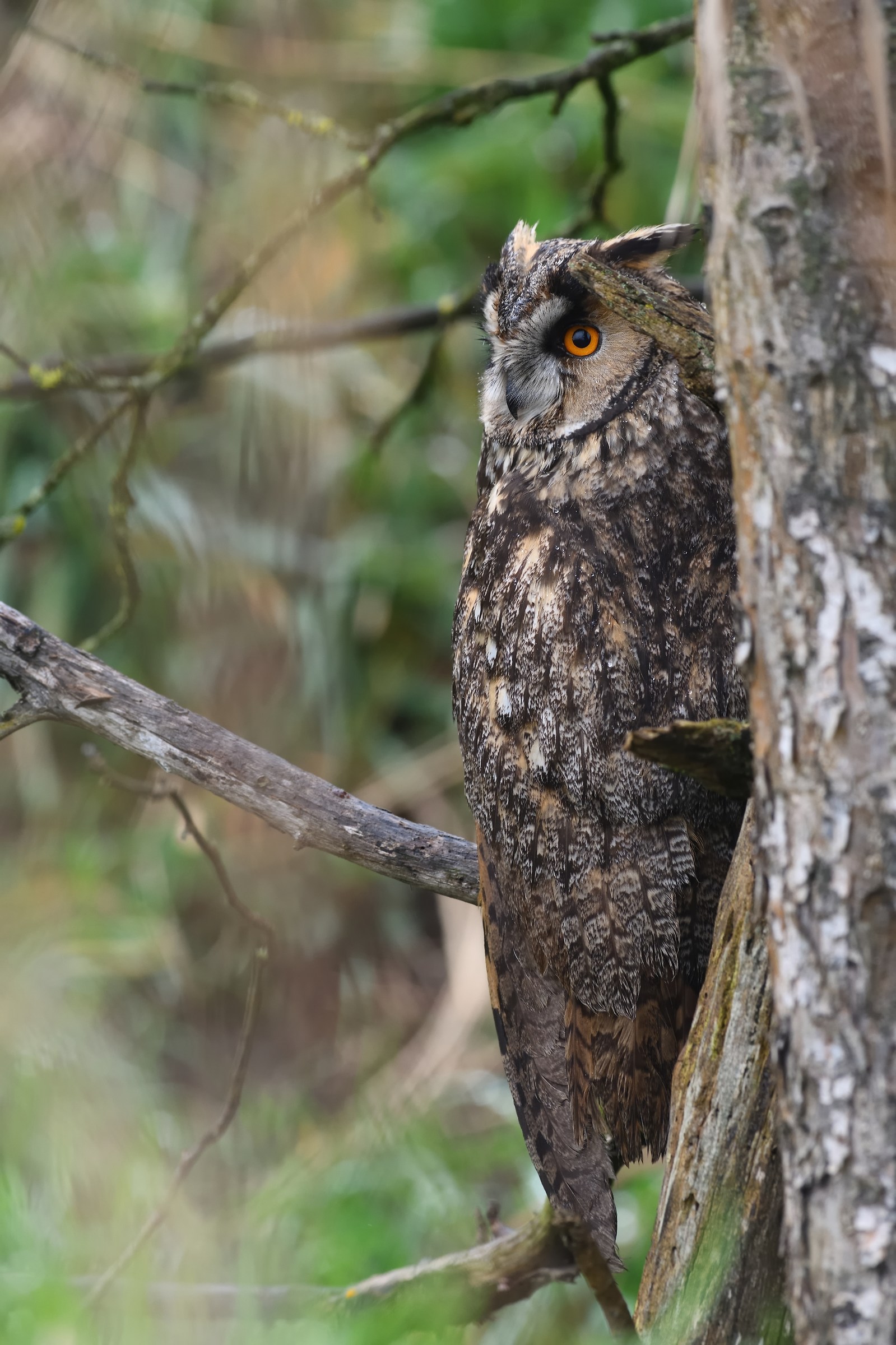 Come corteccia, (Gufo comune).