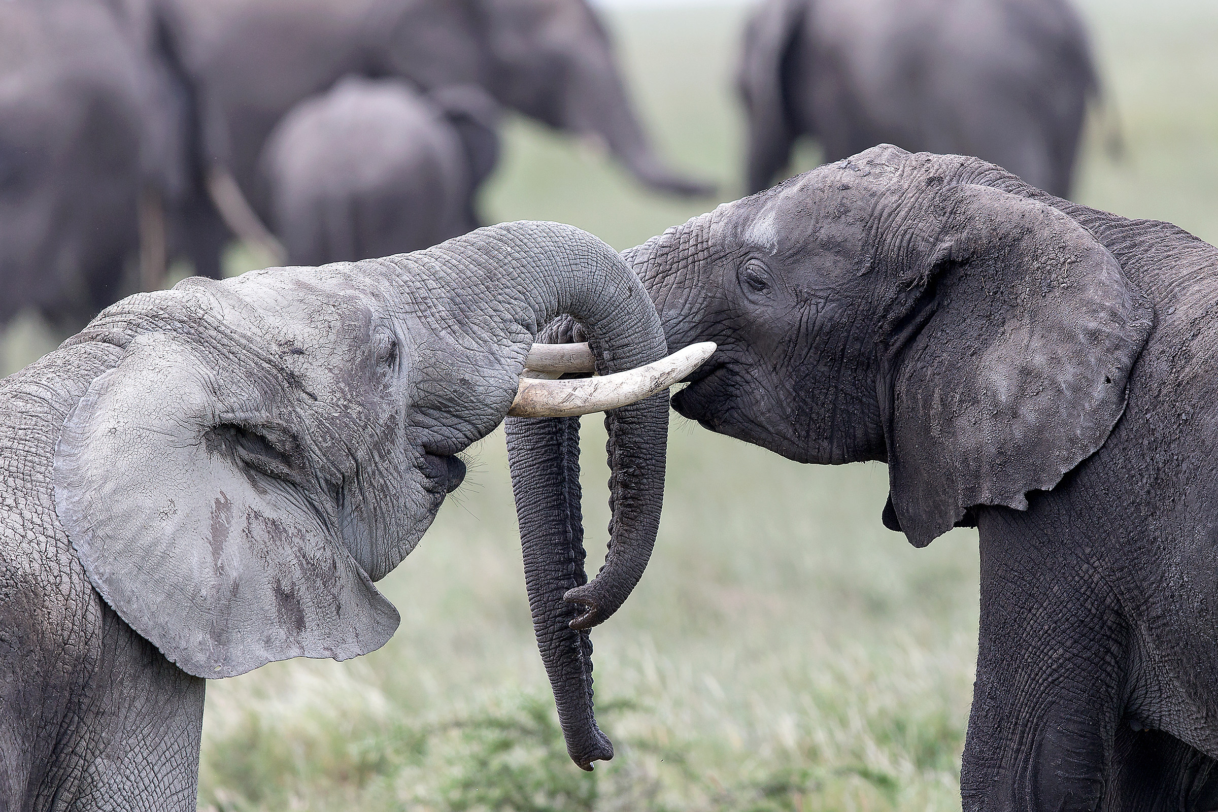 Young tusks(loxodonta africana)