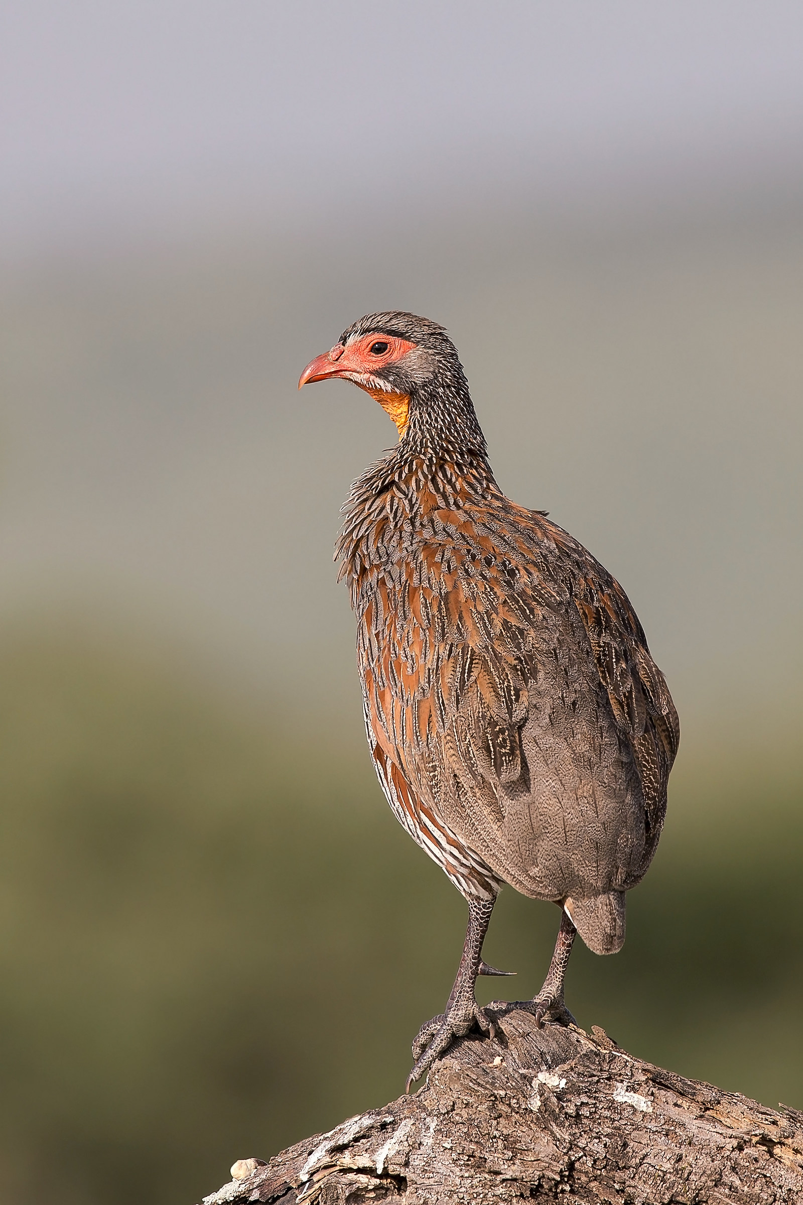 Red necked spurfowl (Pternistis afer)