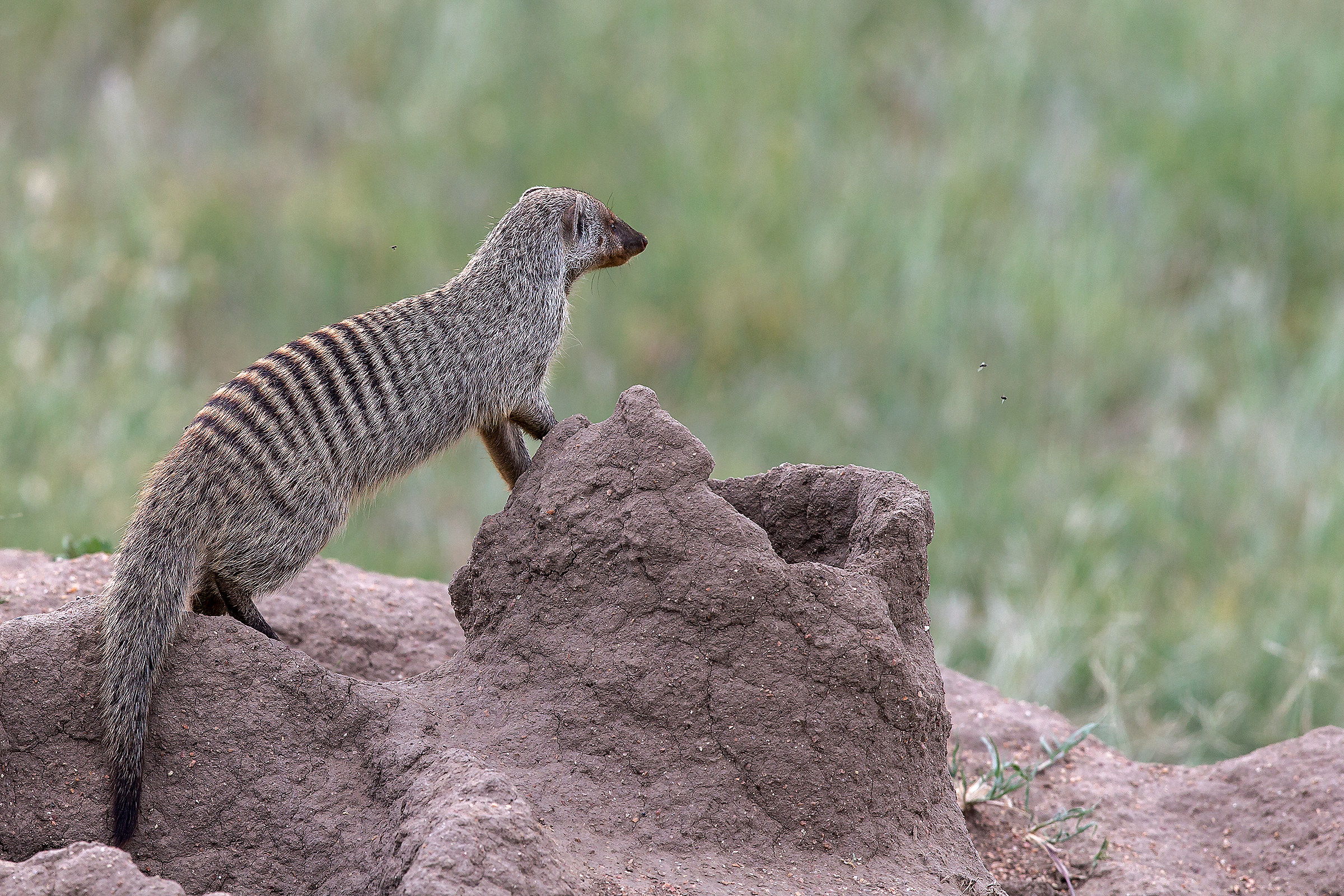 Mangusta striata (Mungos mungo)