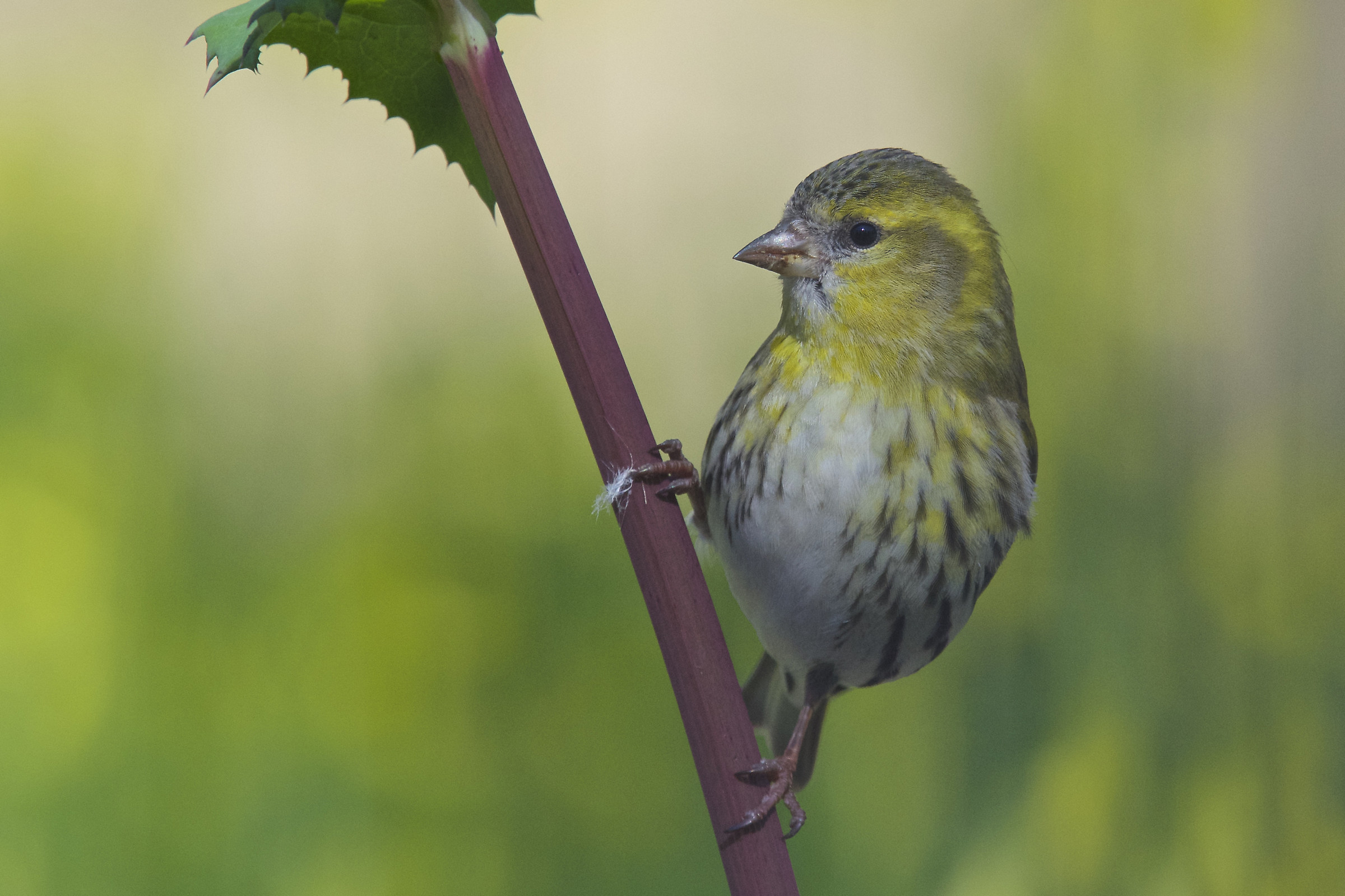 Female Siskin