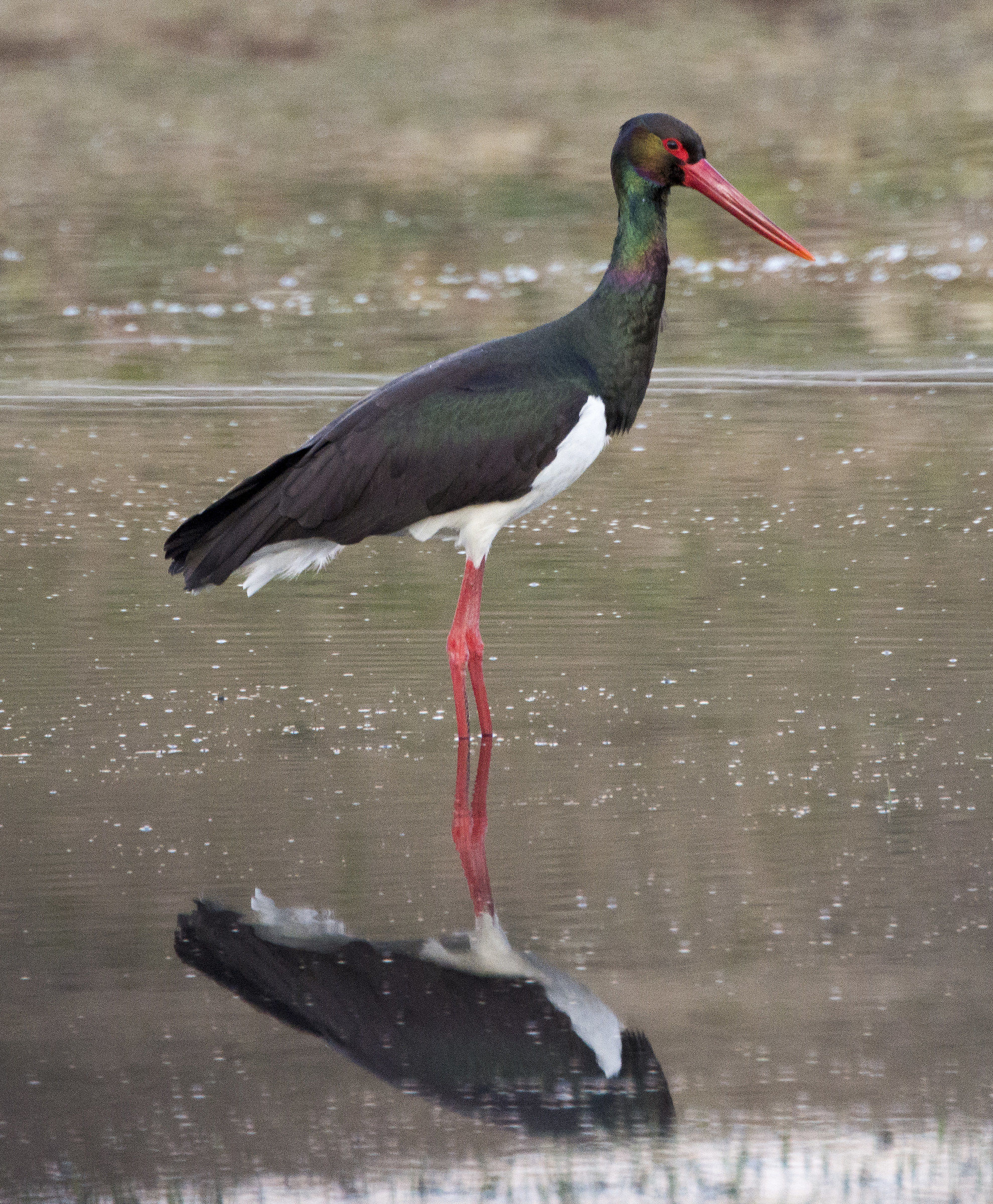 Black stork