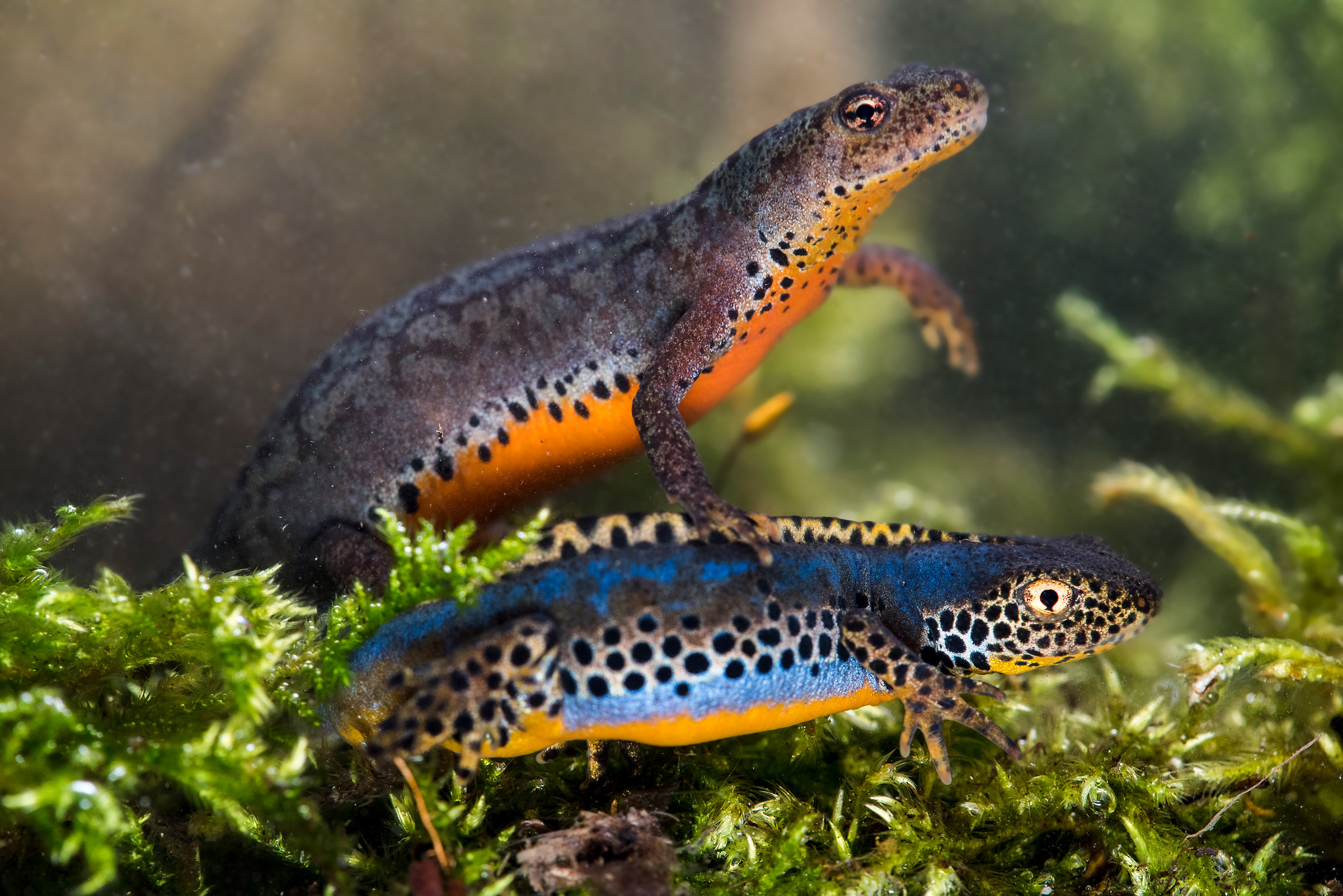 Alpine newt