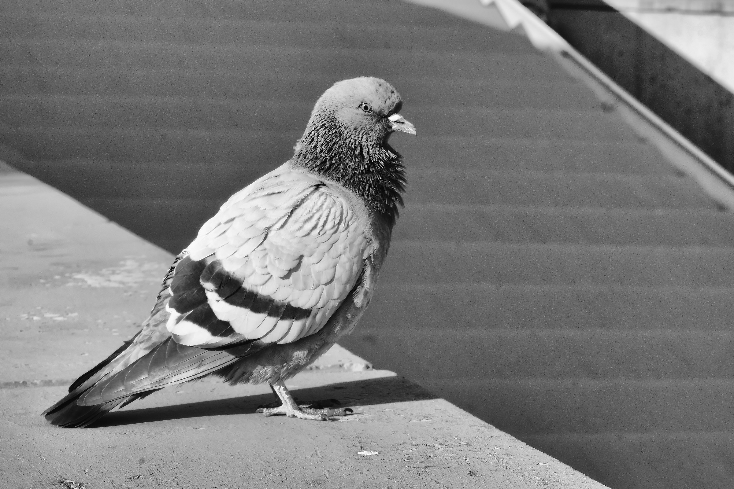The Golden Eagle in flight