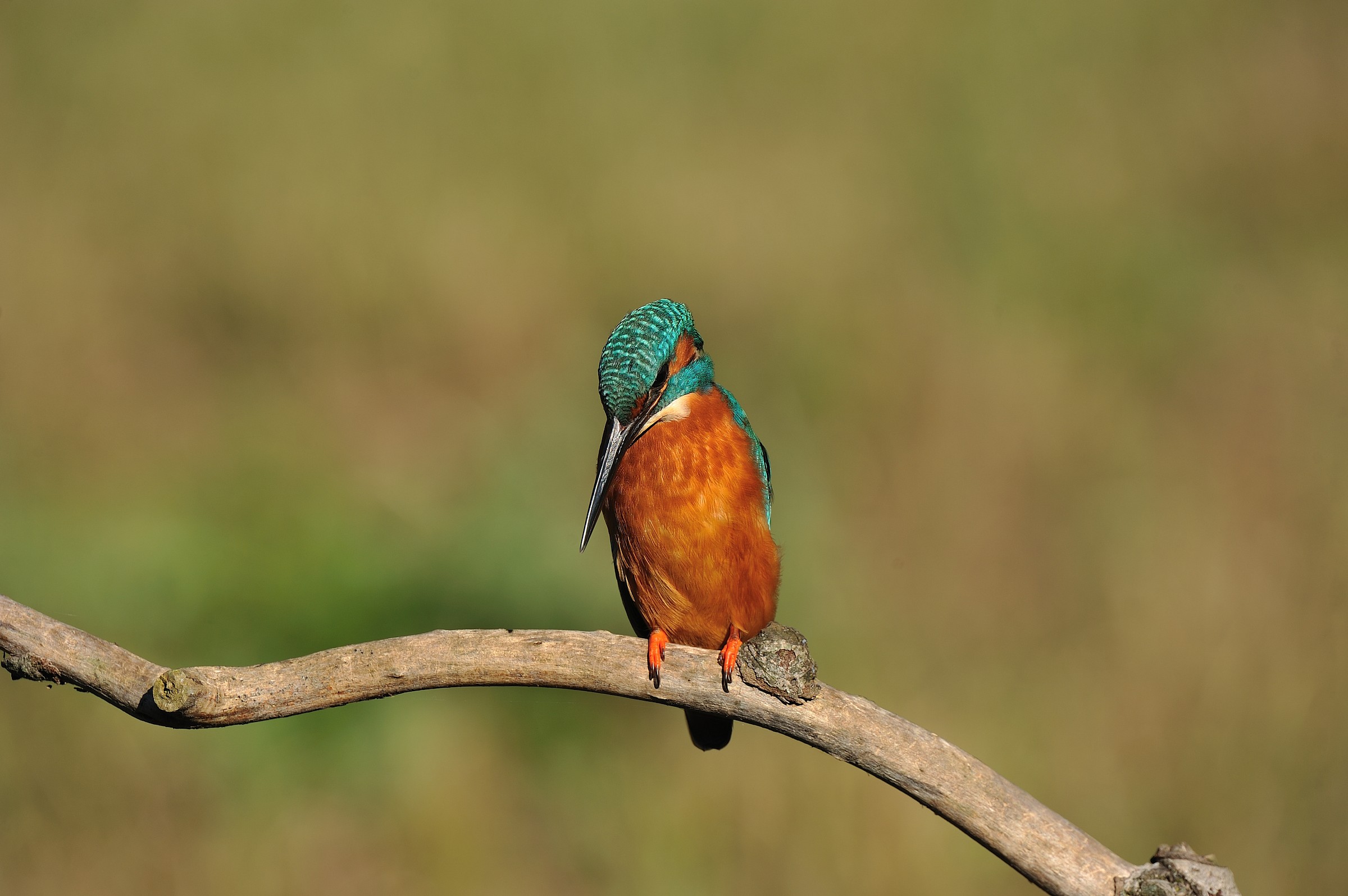 ...il mio martino...