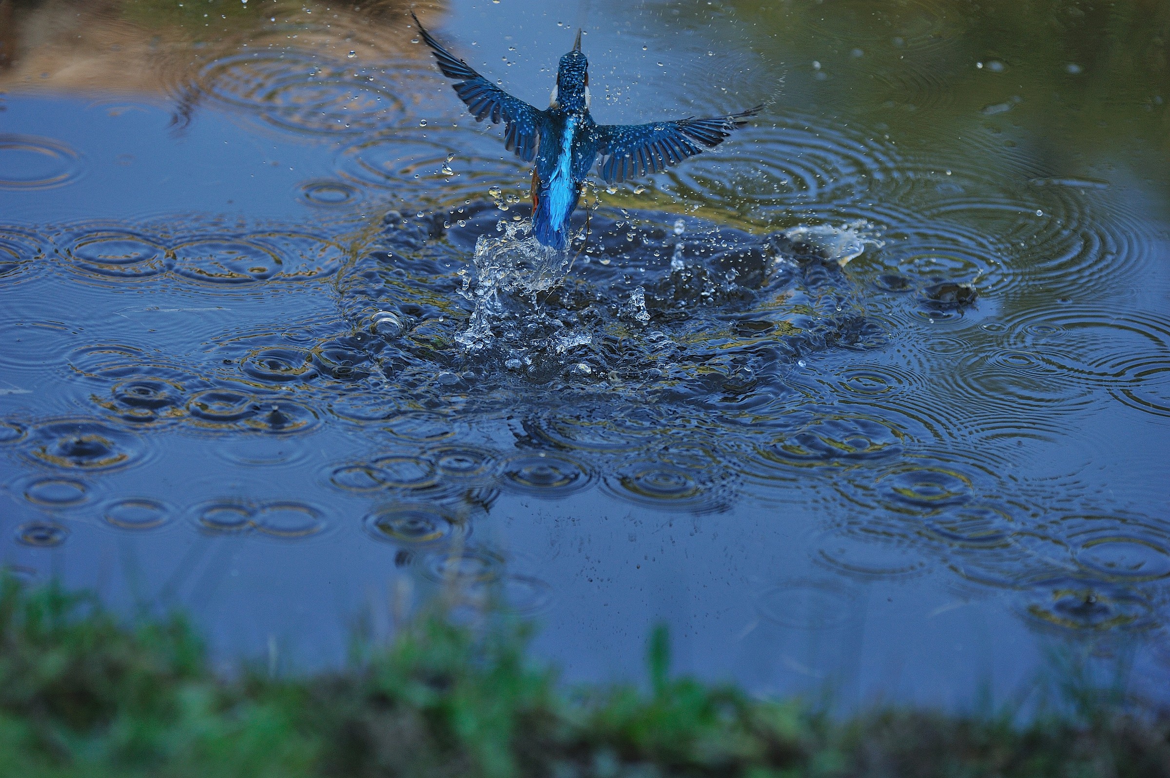 That bullet ... martino, emerges from the water ...