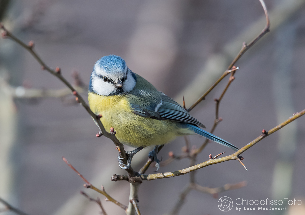 Cinciarella tra le "spine"