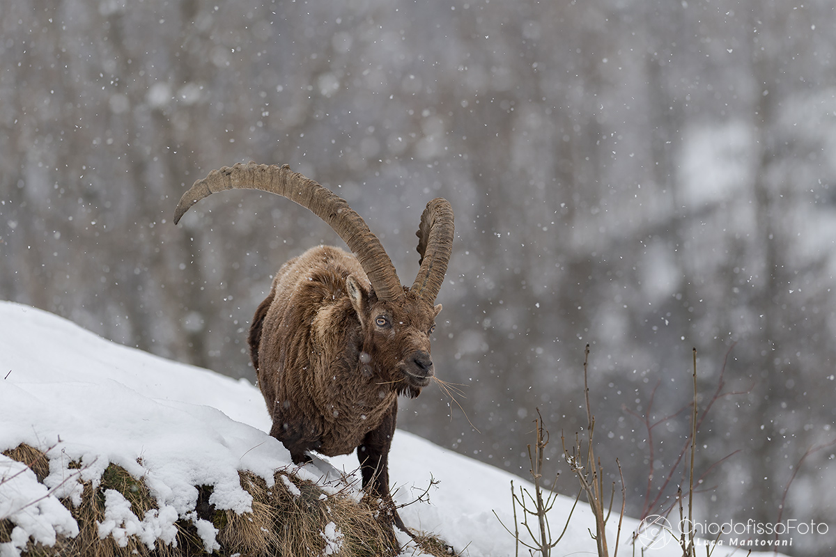Stambecco al pascolo sotto la neve