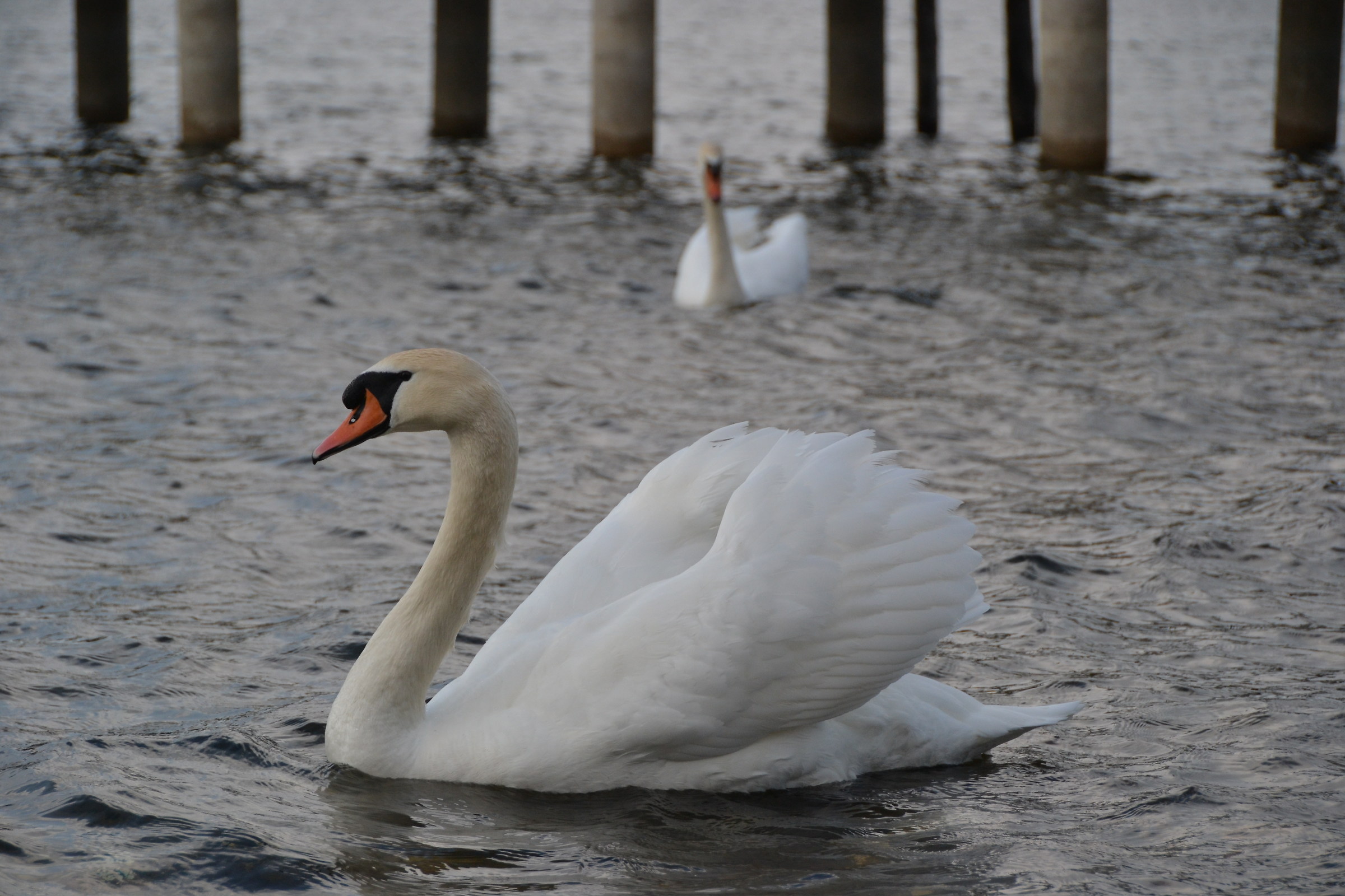 Swans couple in Bracciano