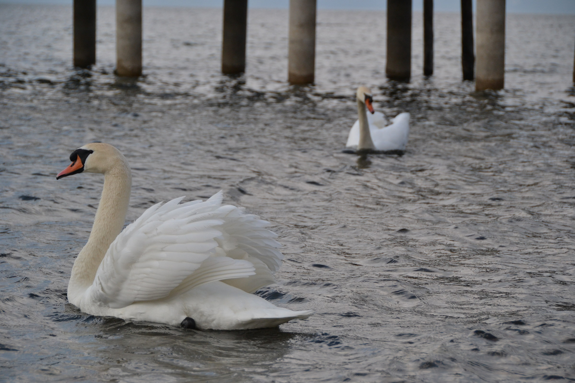 Swans couple in Bracciano