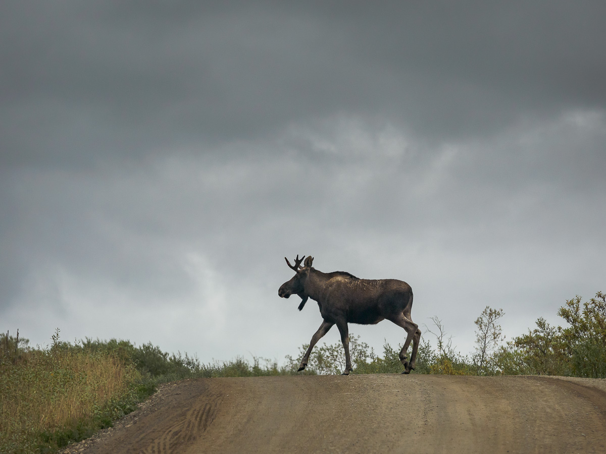 Crossing Moose