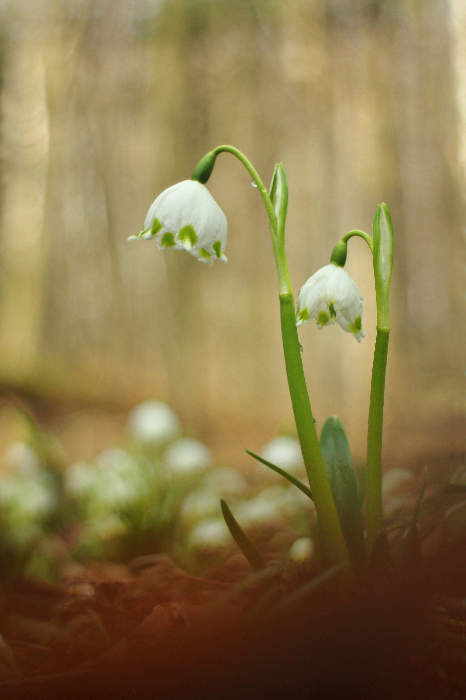 Leucojum vernum
