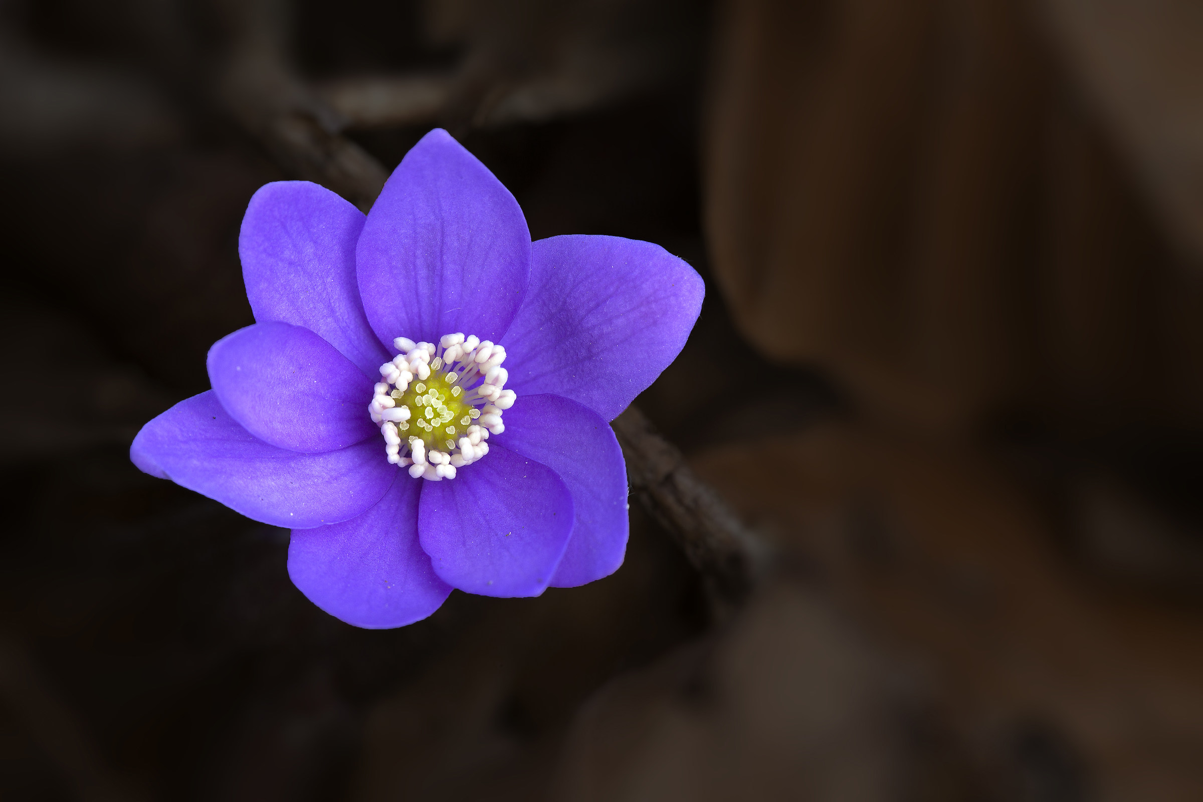 Hepatica Nobilis 4
