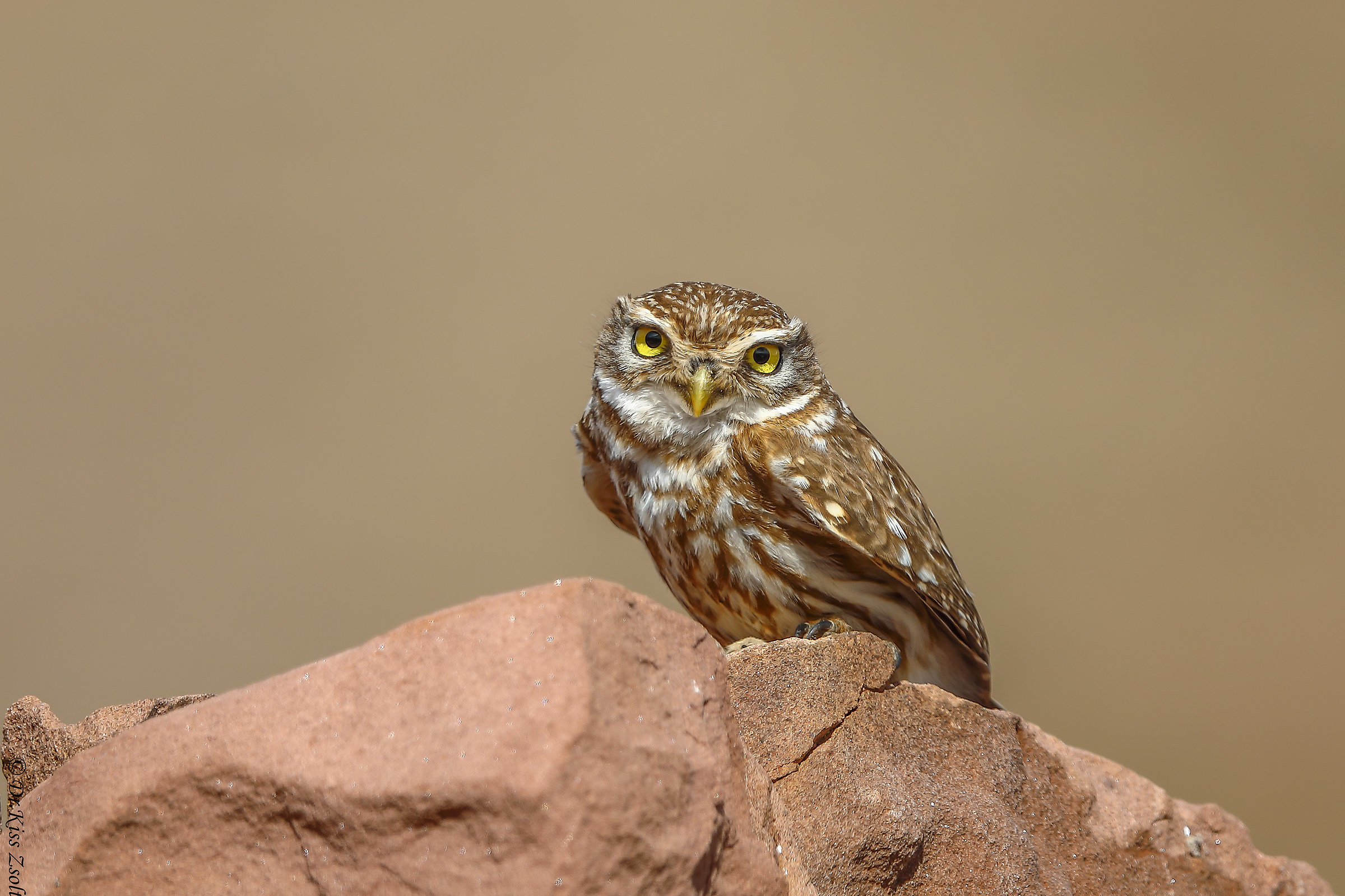 Little owl