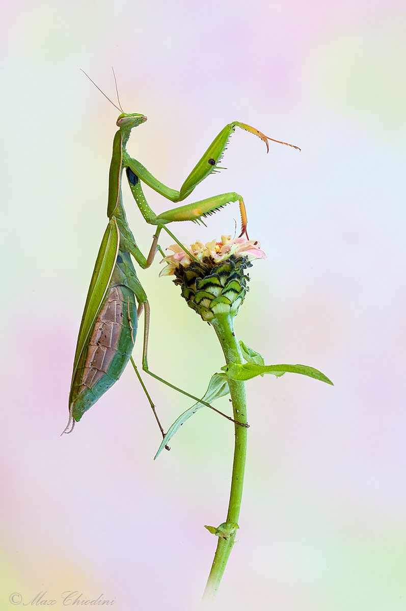 Mantis