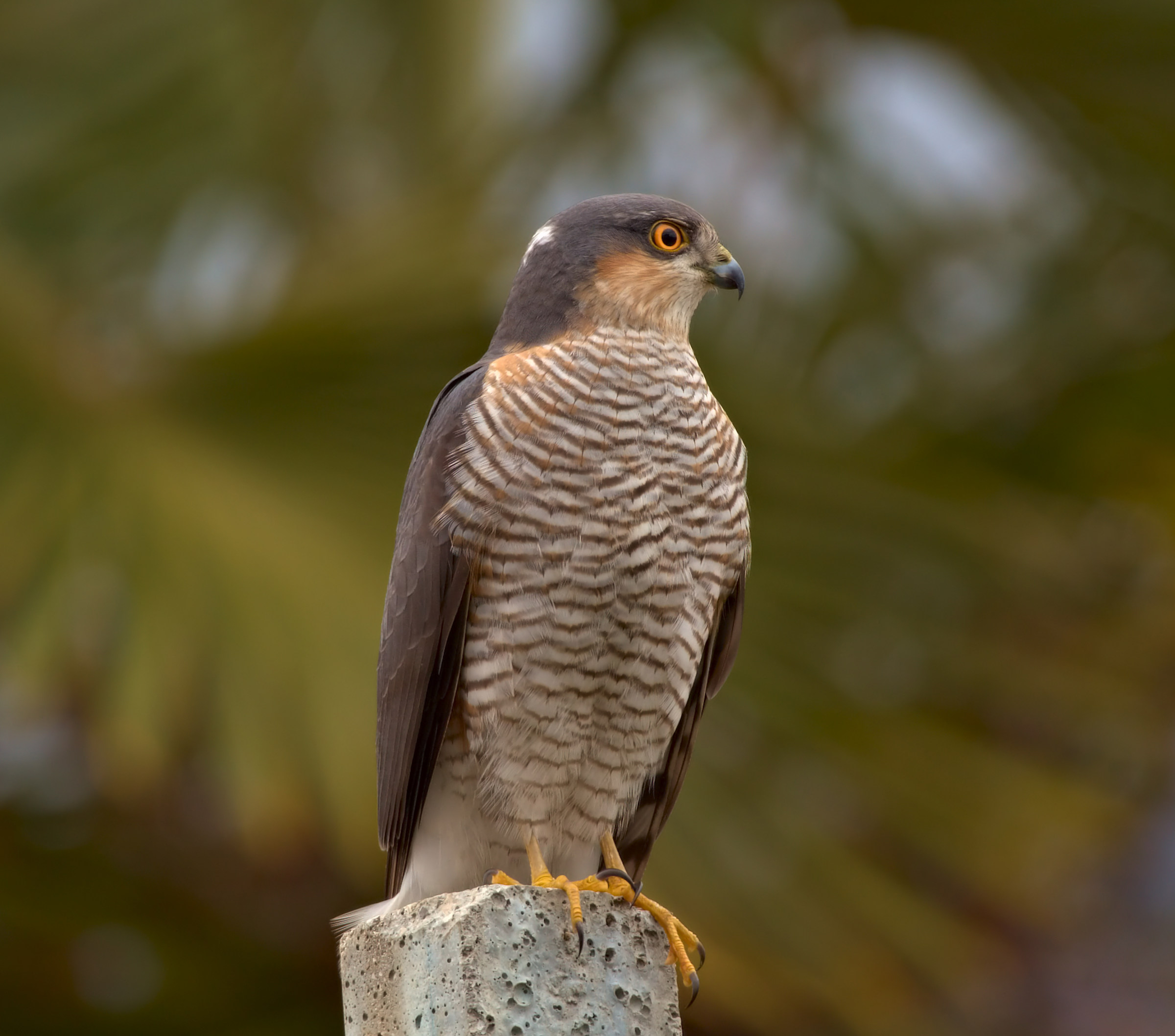 Sparrowhawk